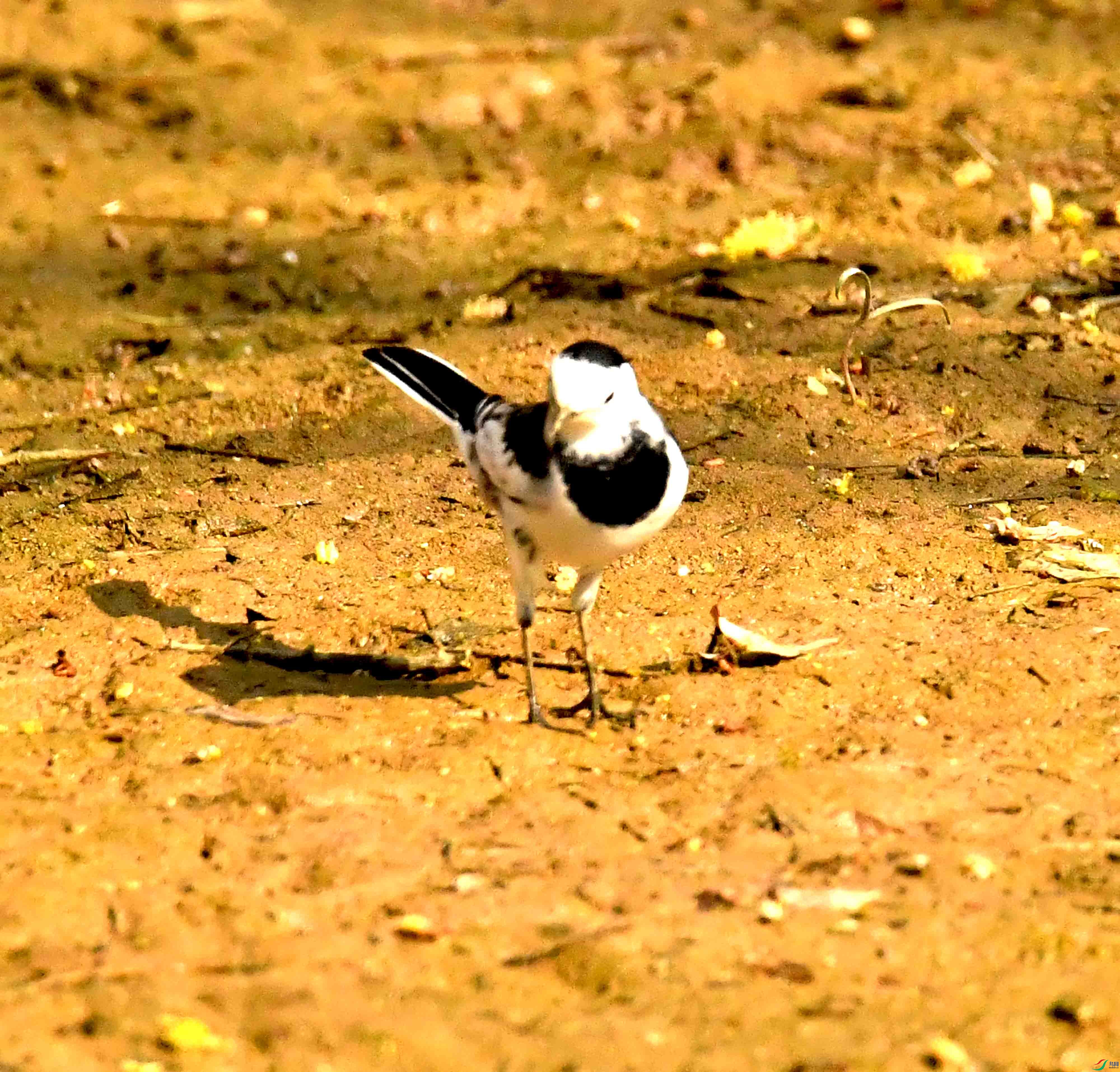 DSC_2022.JPG