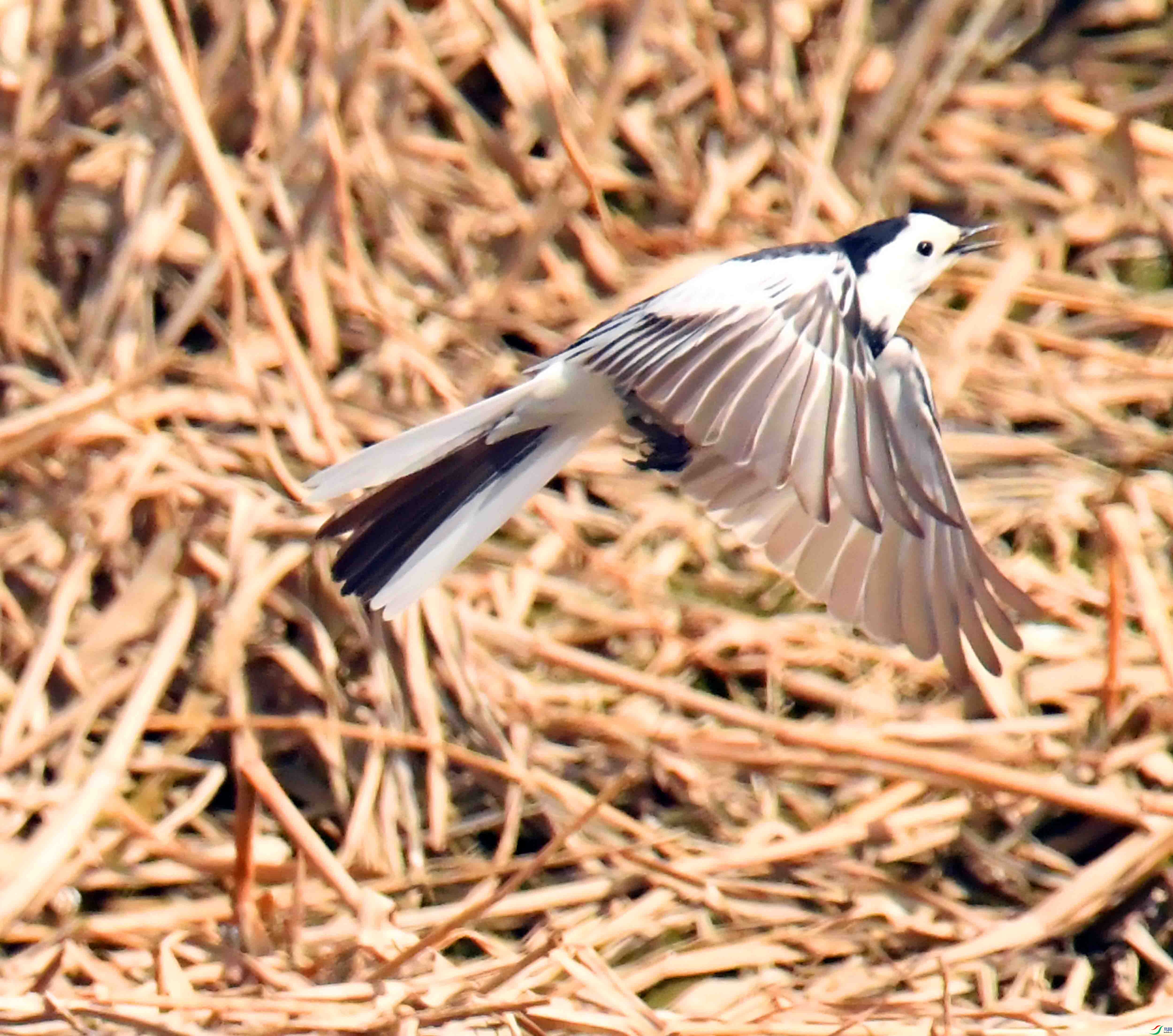 DSC_1947.JPG