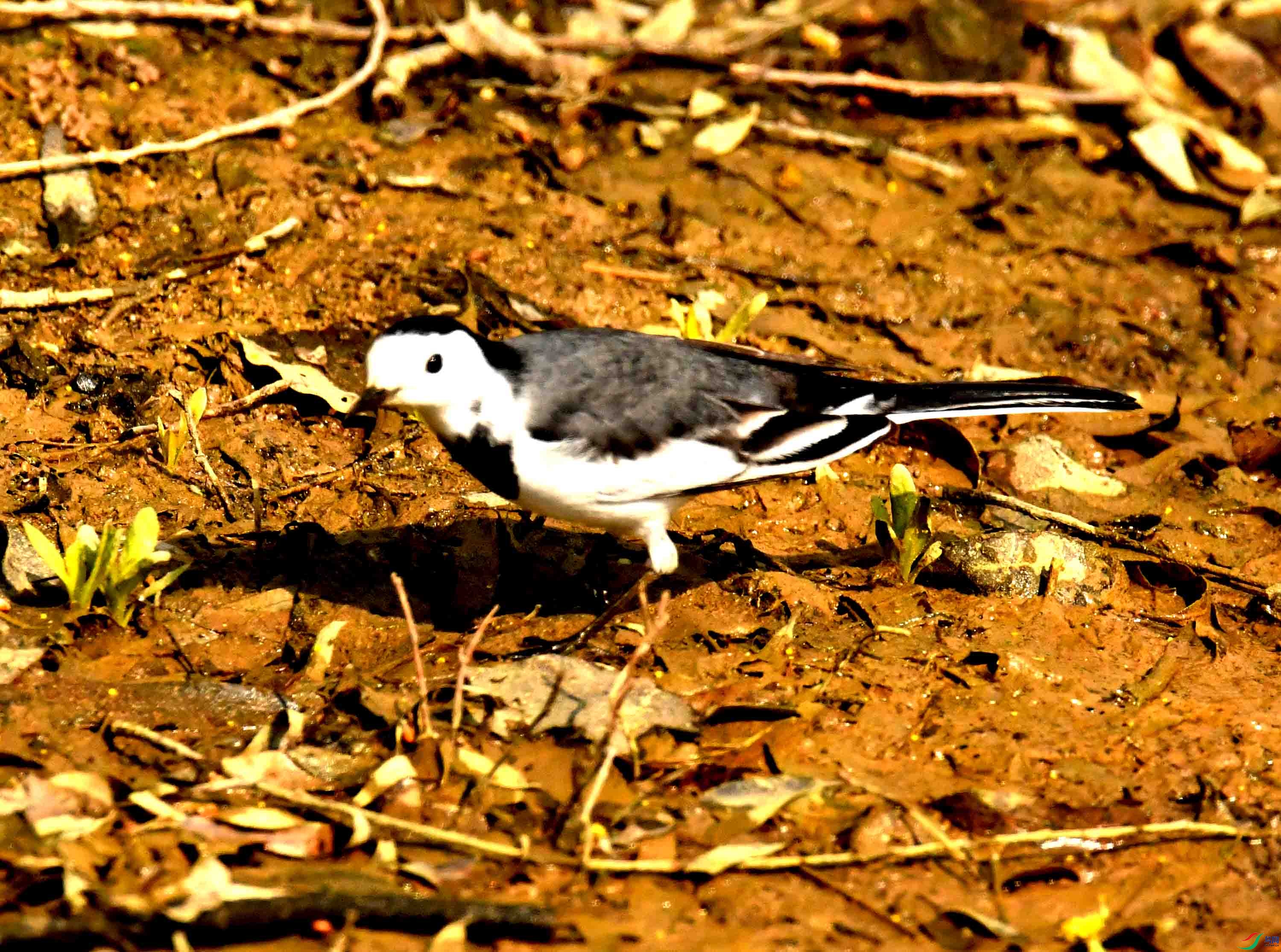 DSC_2039.JPG