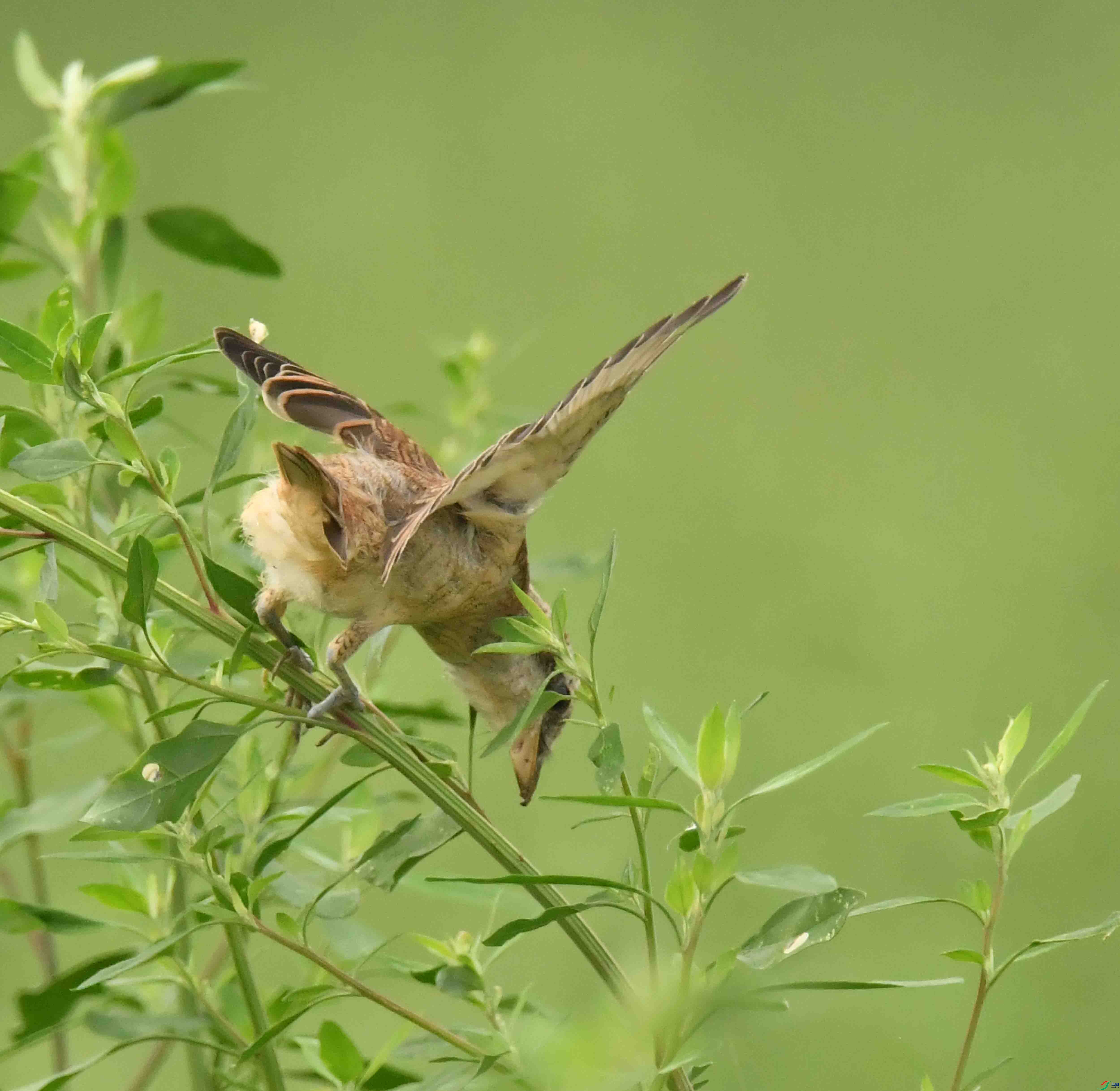 DSC_8583.JPG