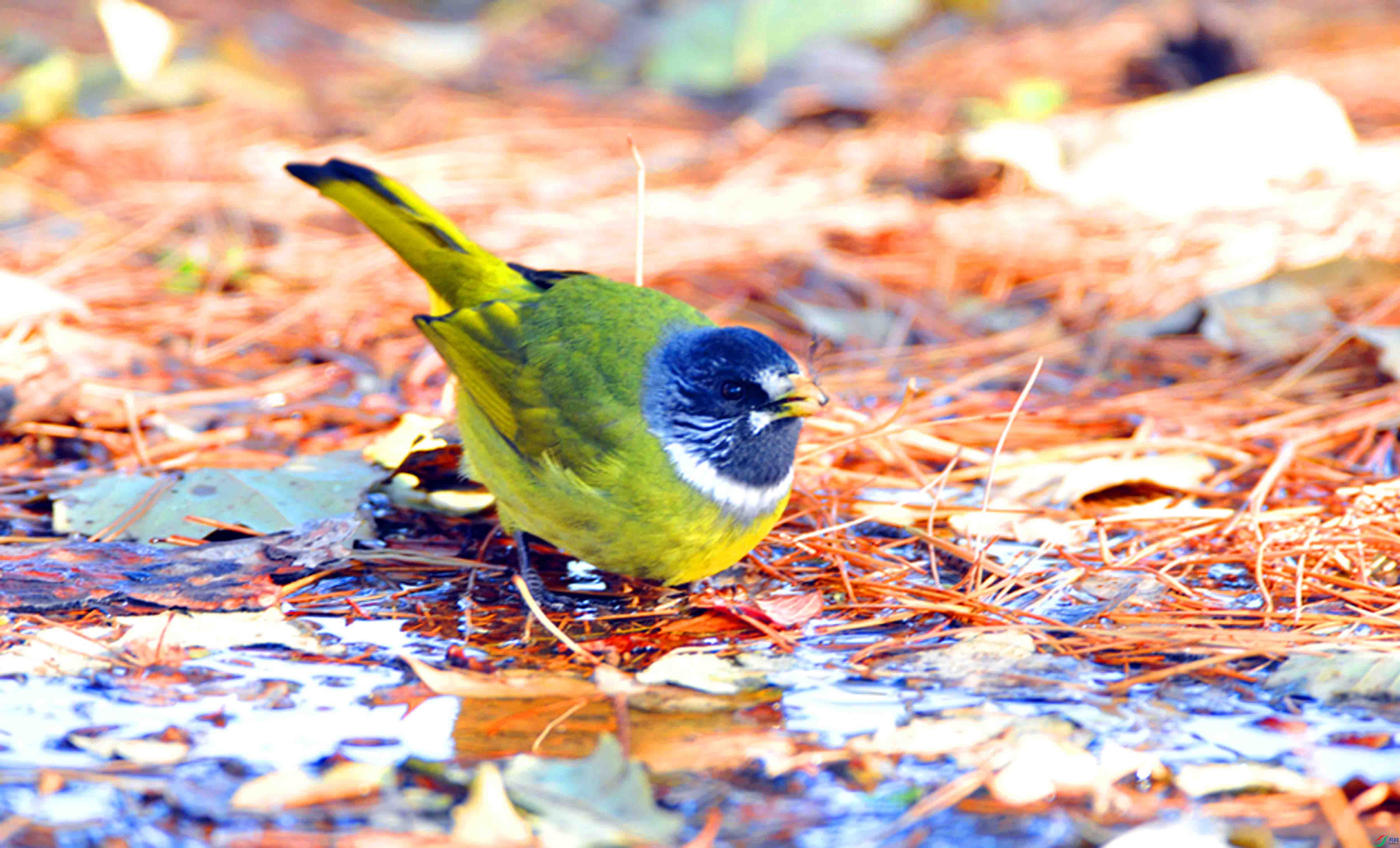 DSC_0973.JPG