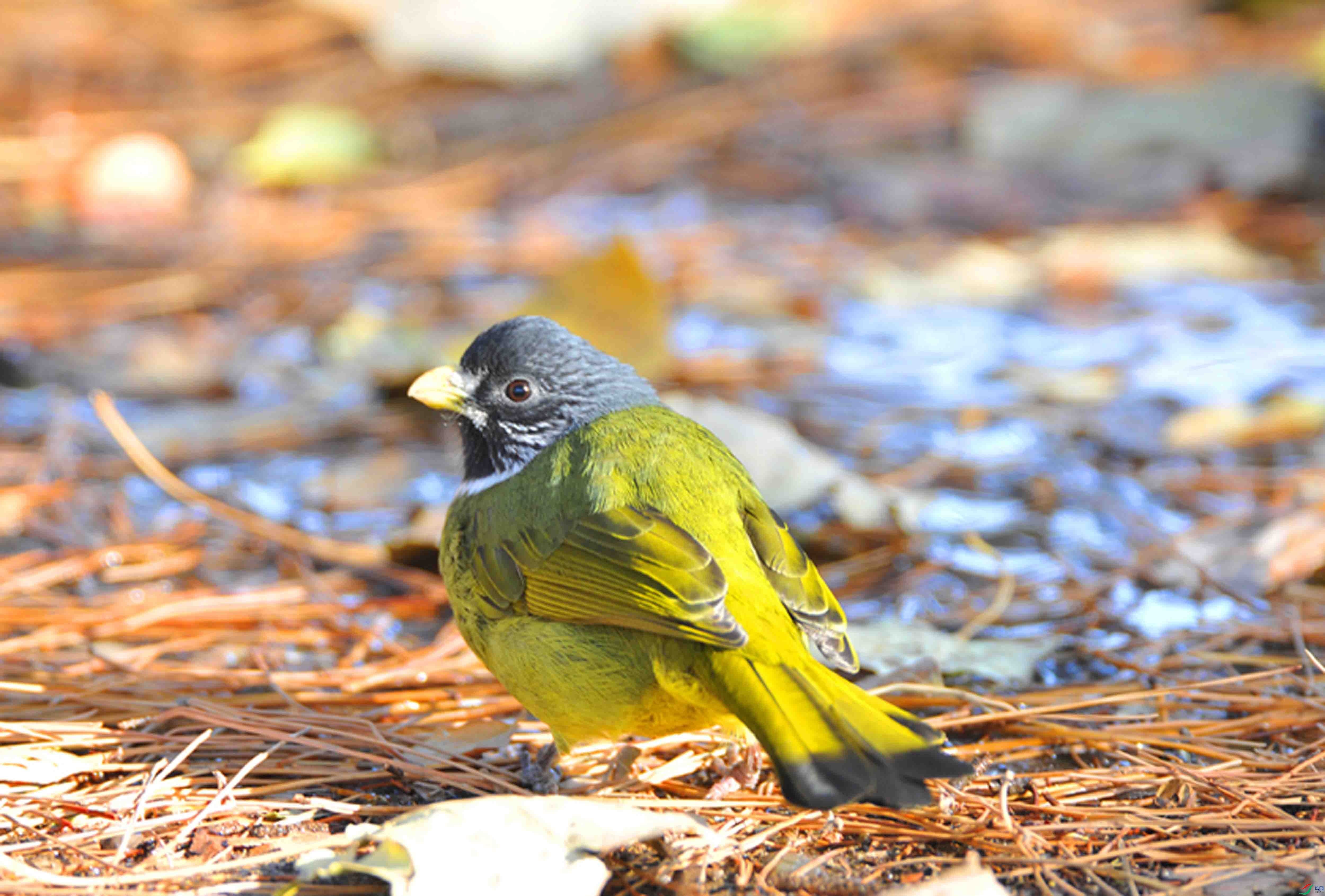 DSC_0975.JPG