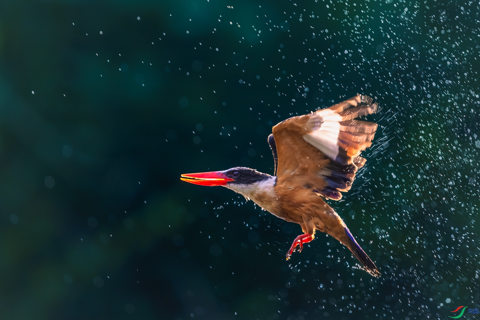 �����----Ⱥ��譲Ӱ����