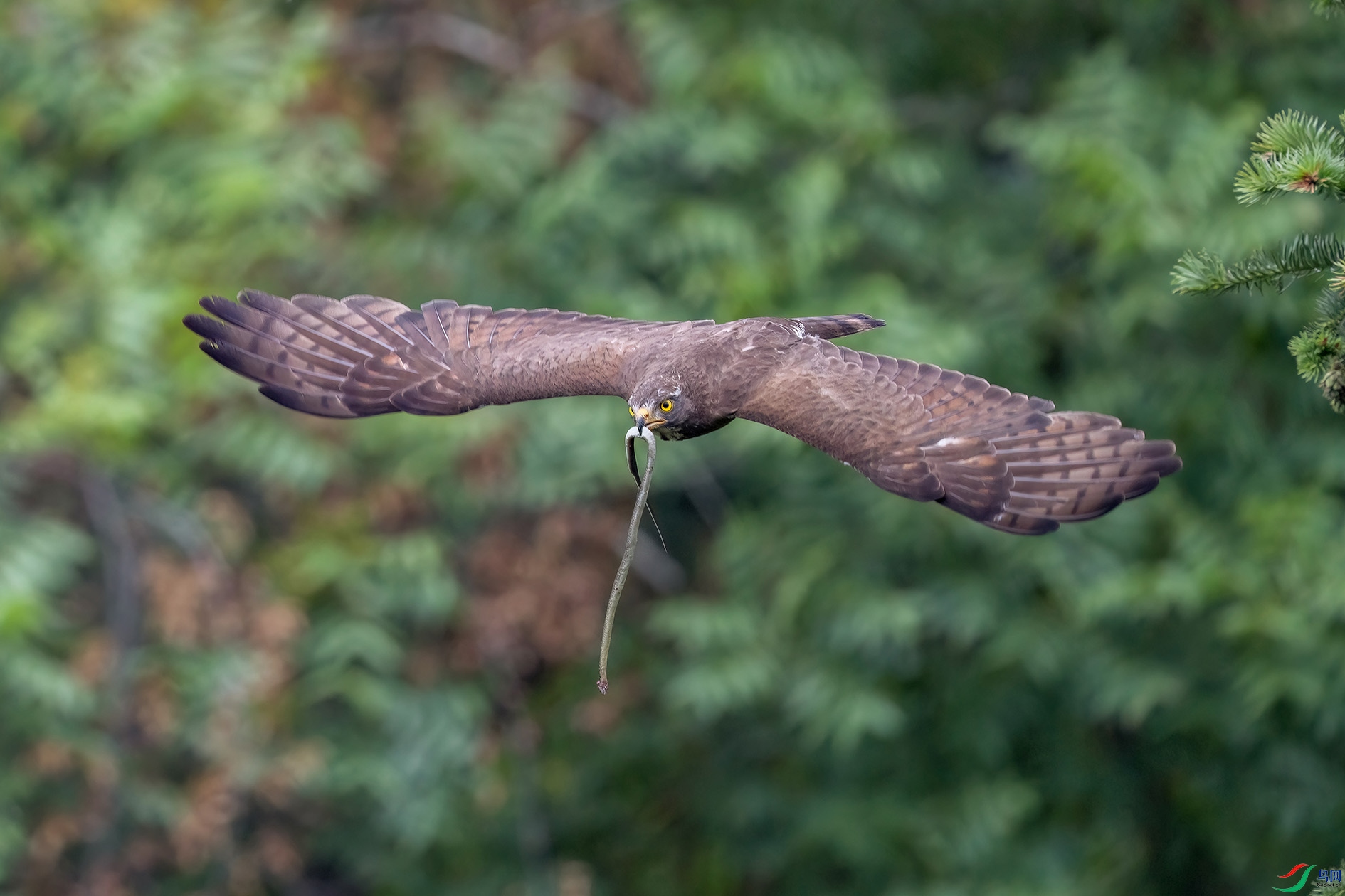 DSC_5952.jpg