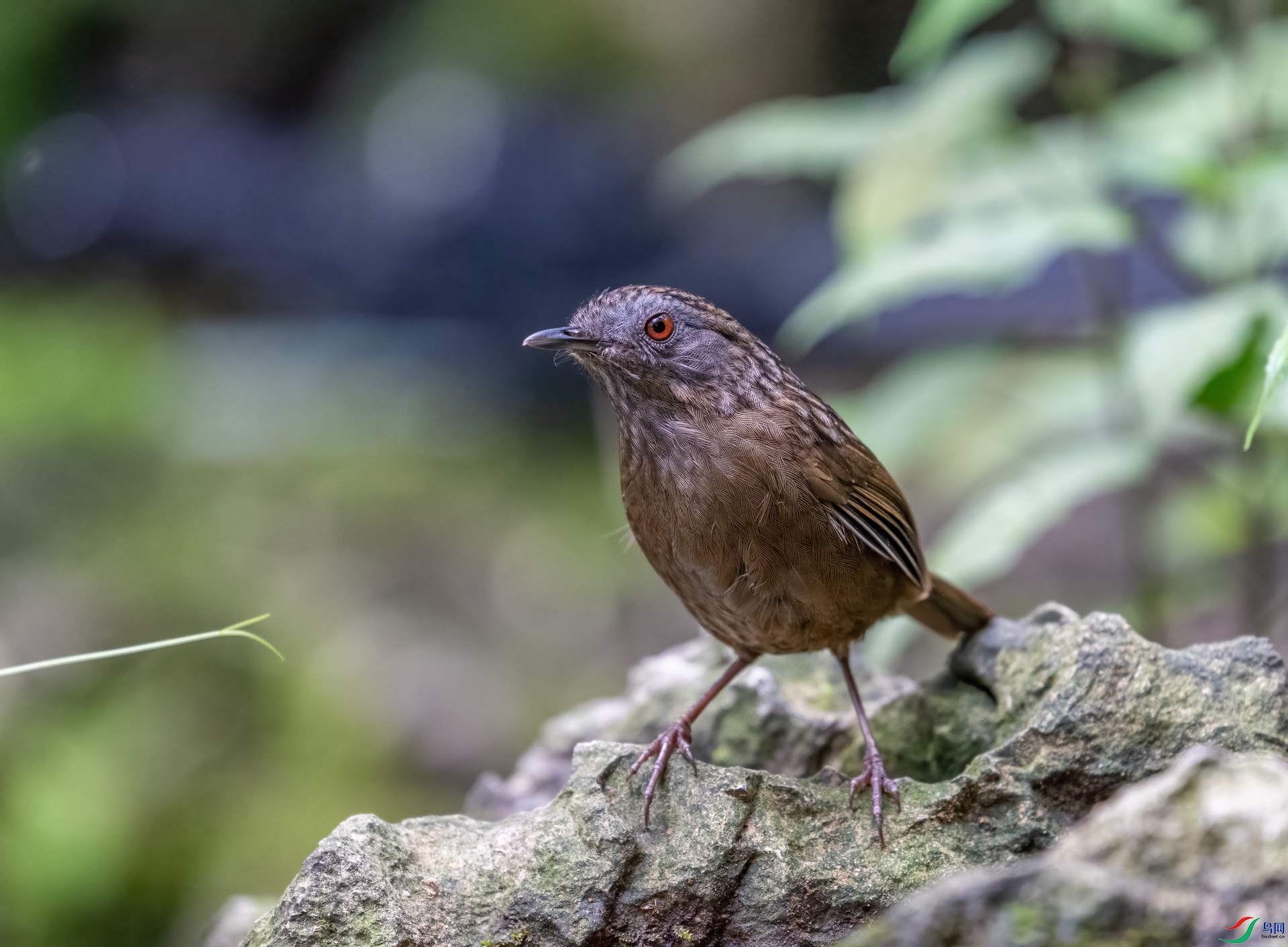 DSC_6496-1.jpg