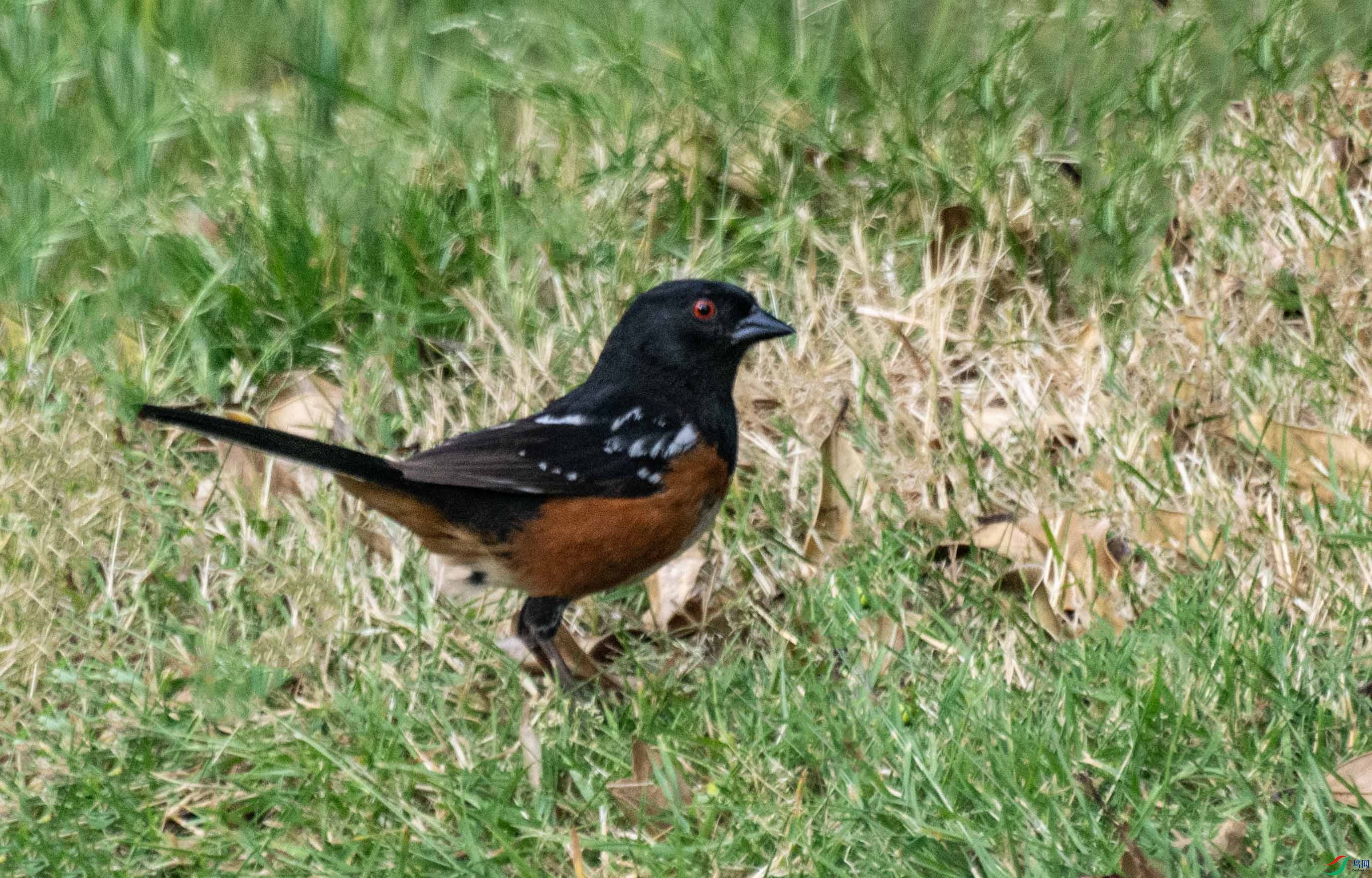 DSC_7657 ����.jpg