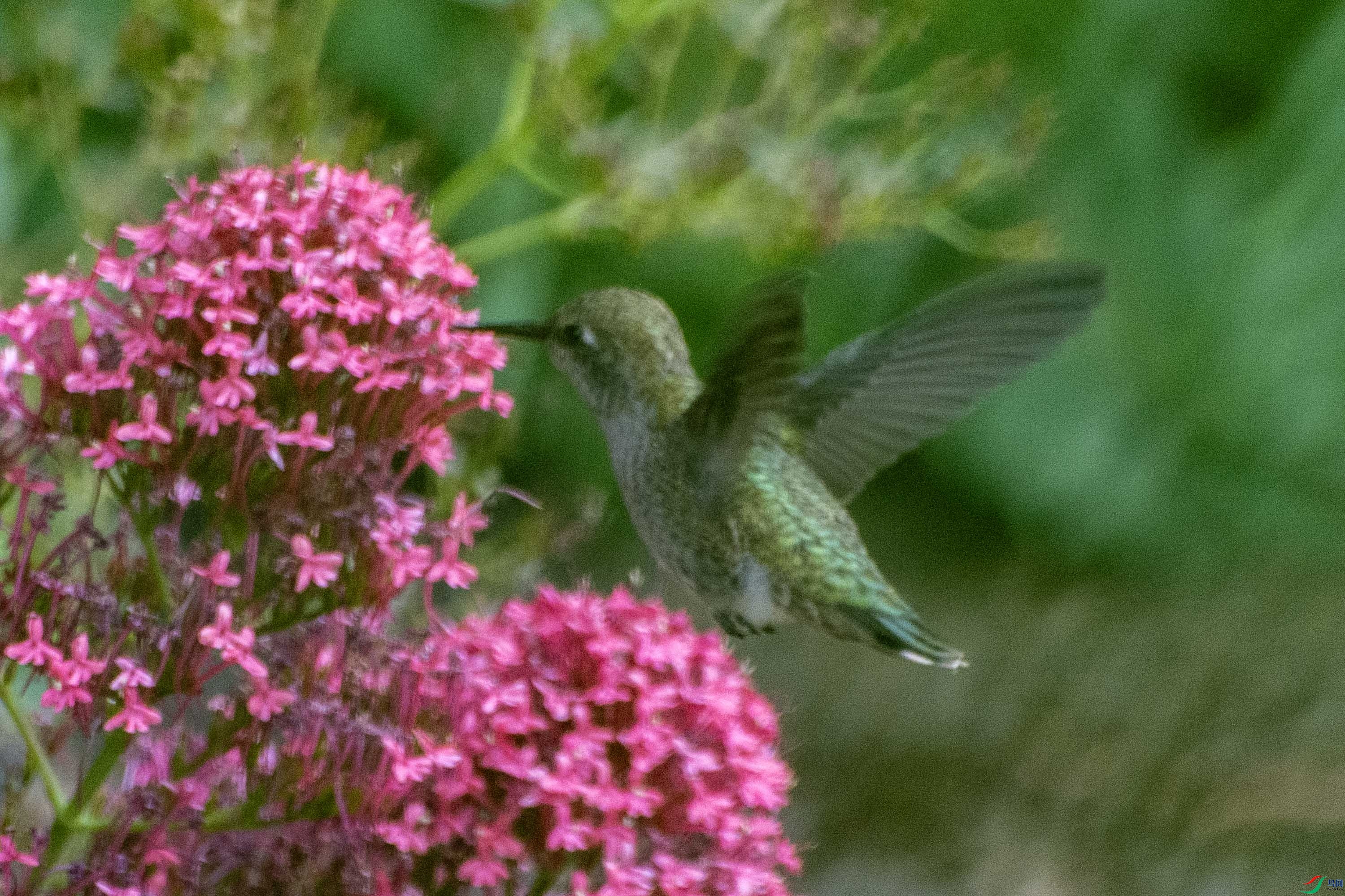 DSC_7304 ����.jpg