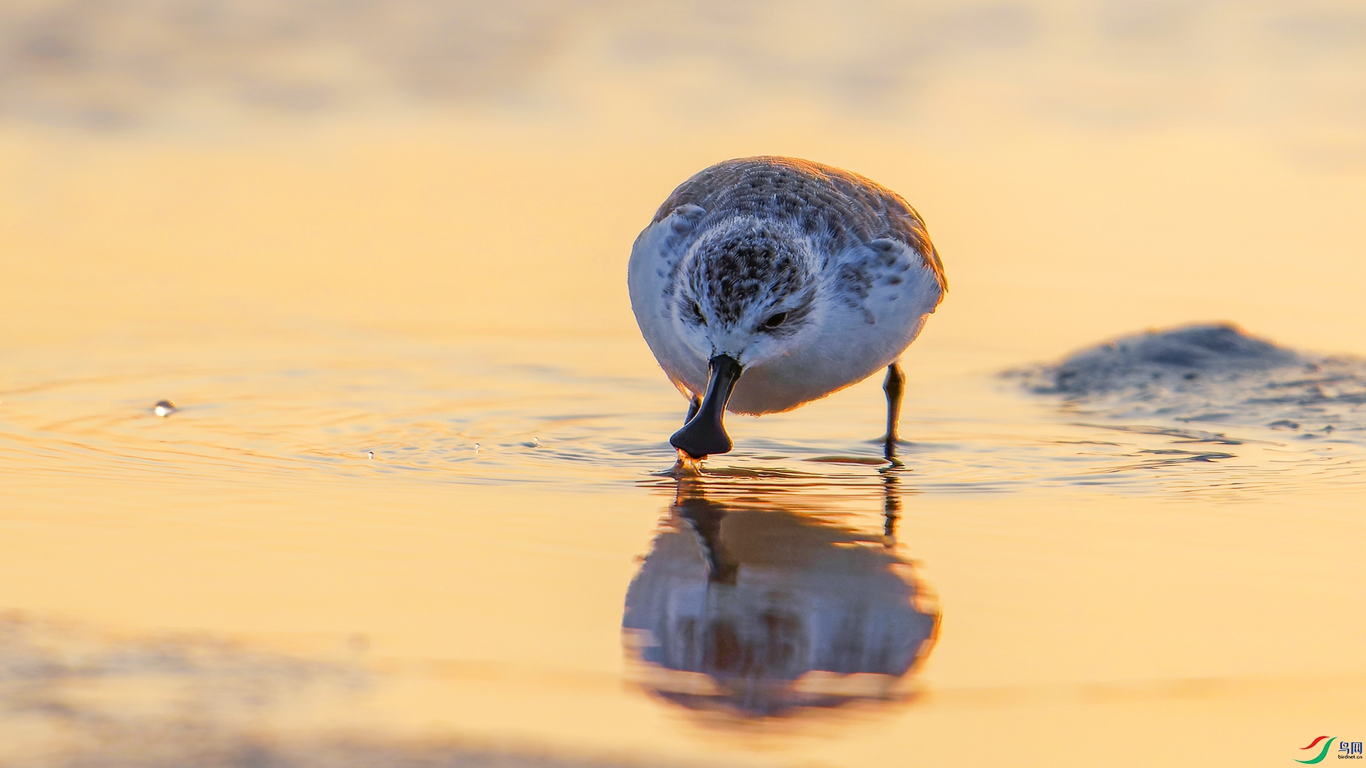 СС������