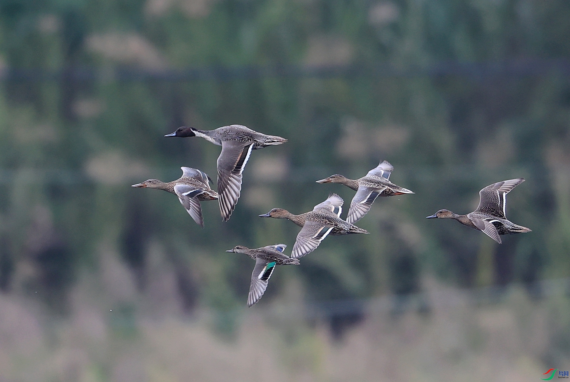 ����AK1I0489 һȺҰѼ��������.JPG