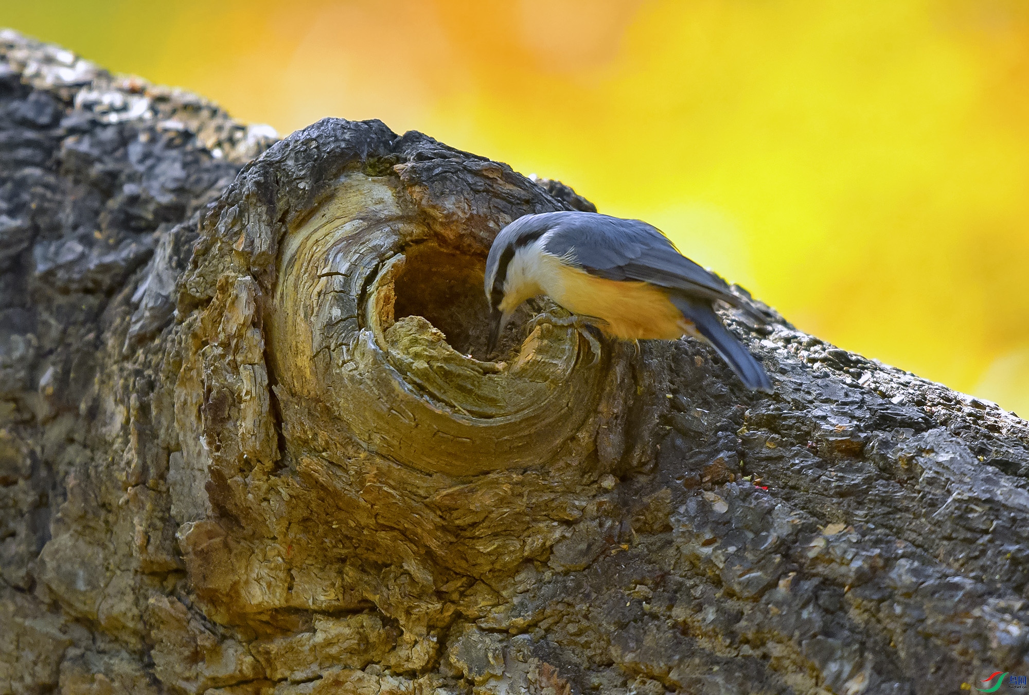 DSC_3293.JPG