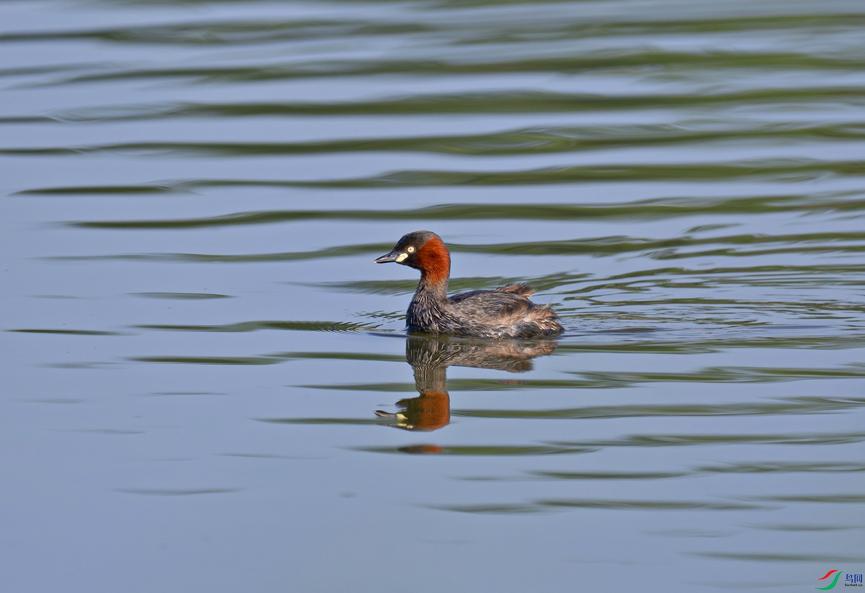 _DSC6740f.jpg