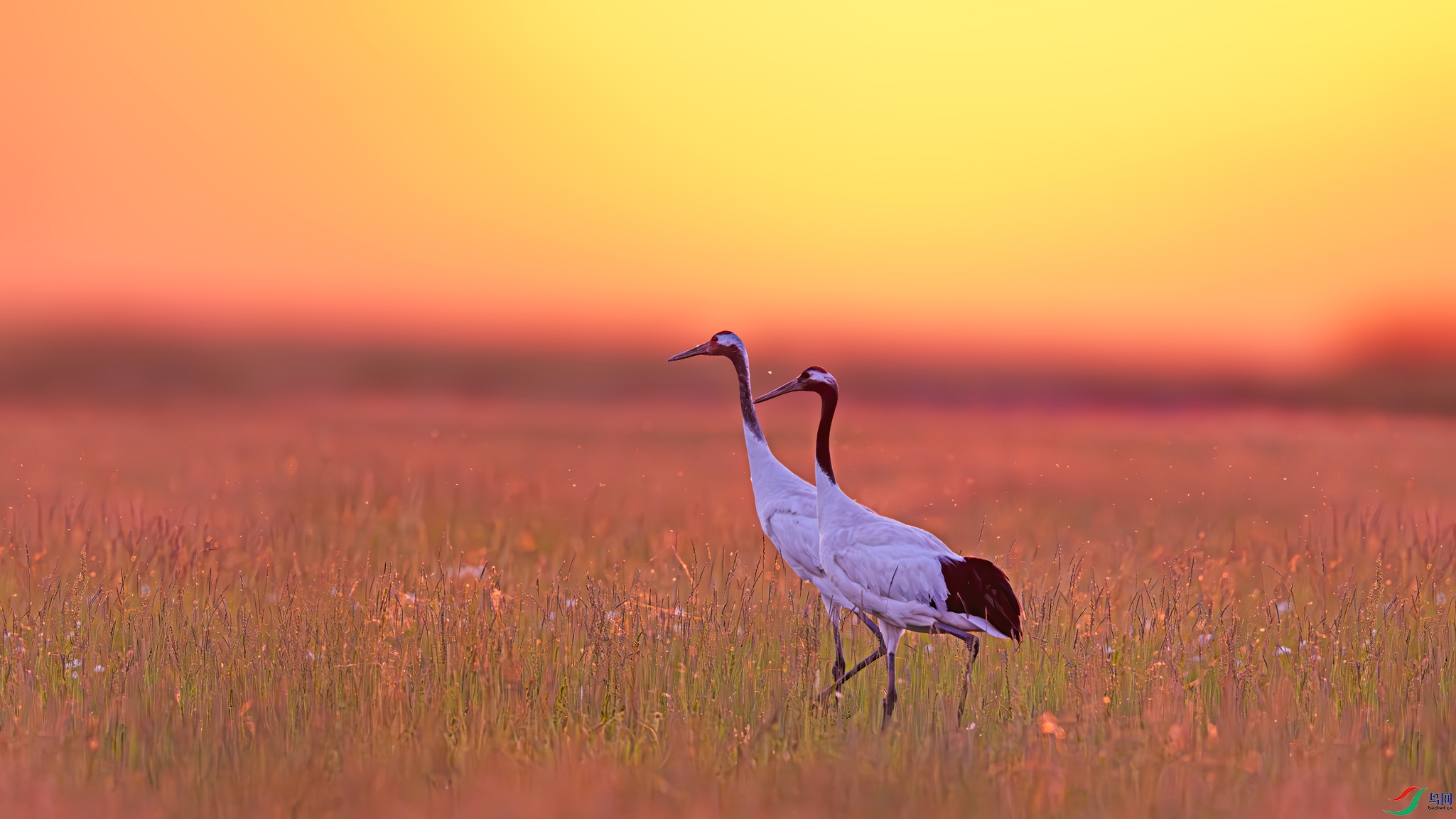 ��ϼ����