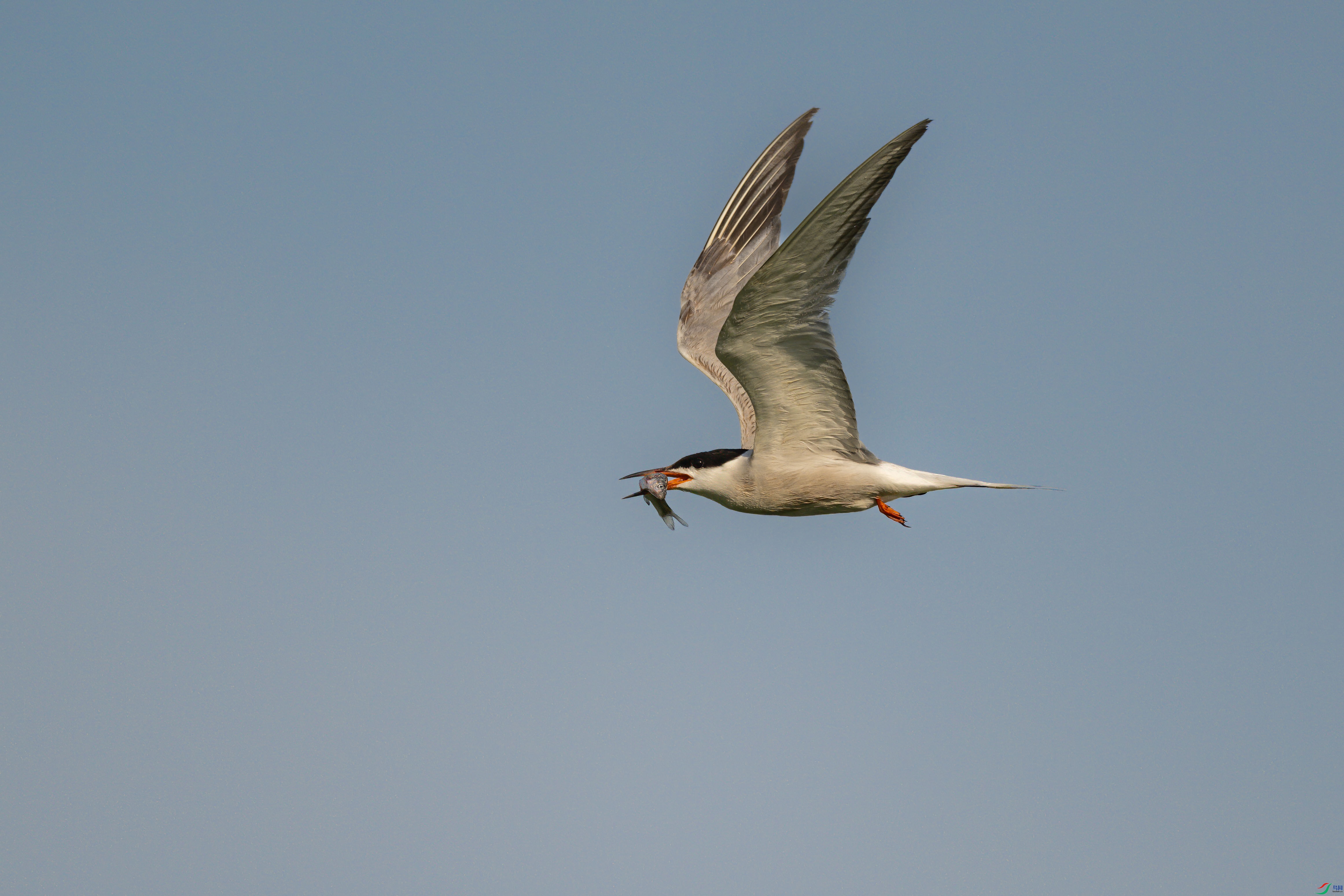 DSC_6265sen2024-6-28-020-�༭-2.jpg