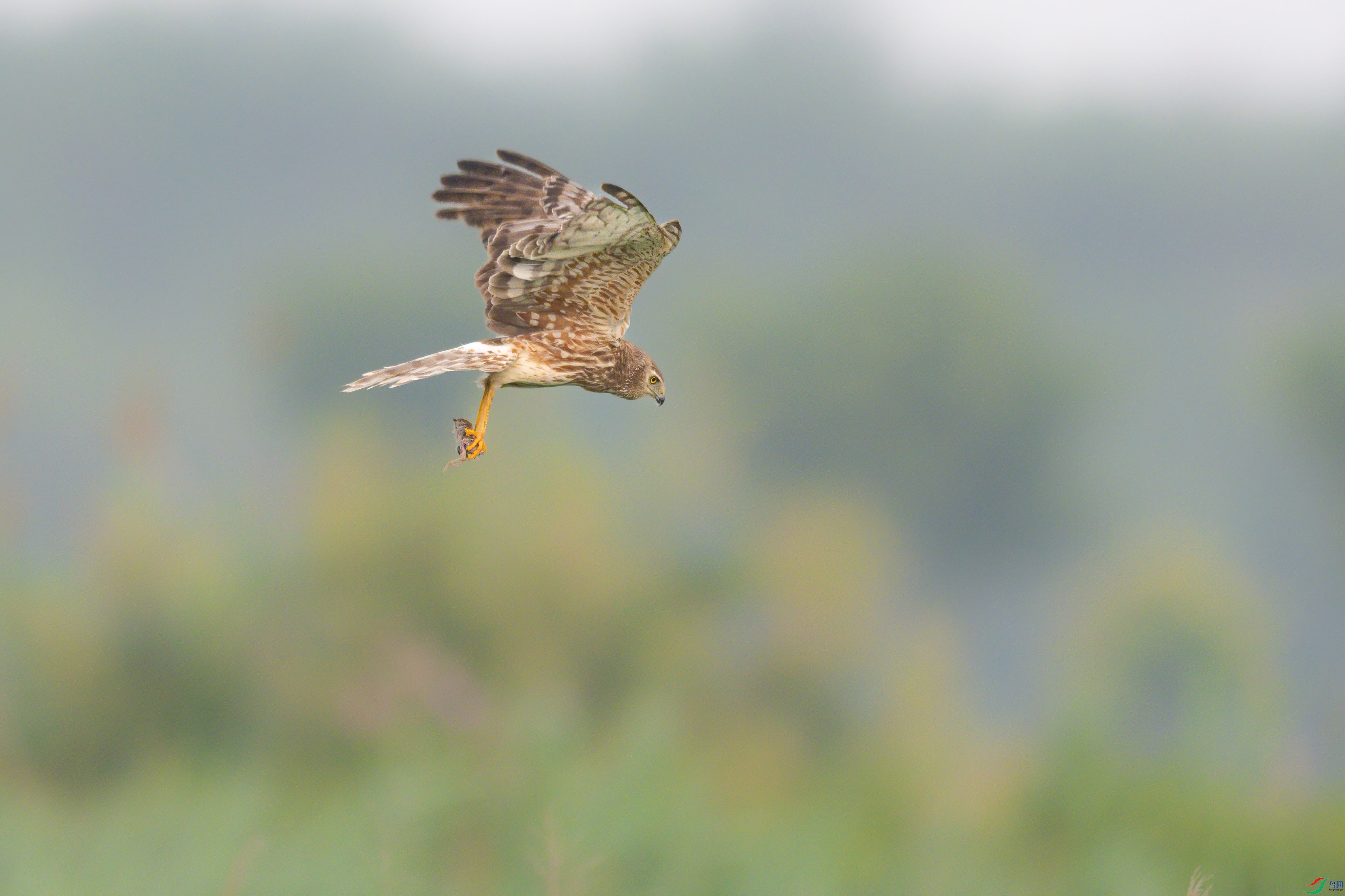 DSC_7168sen2024-6-29-011-�༭.jpg