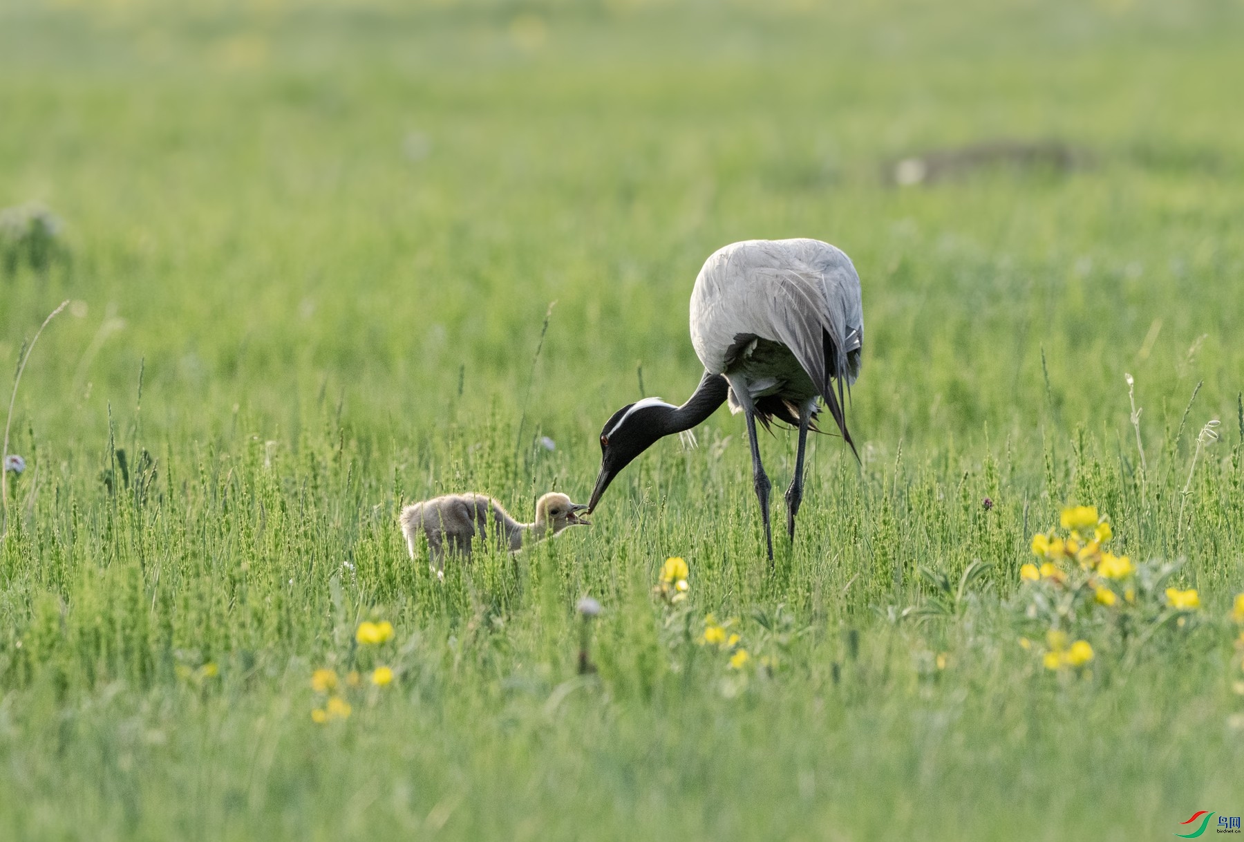 DSC04653 ����_����.jpg