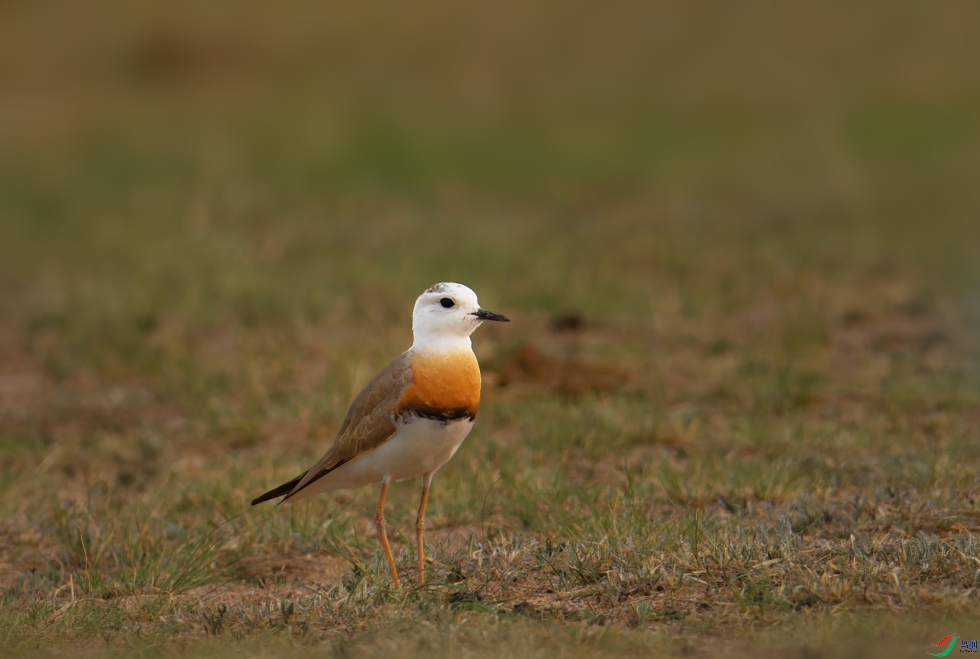 DSC_2454-1.jpg
