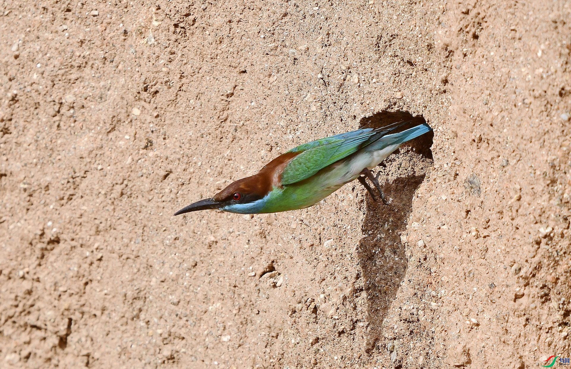 _D5D5965.jpg