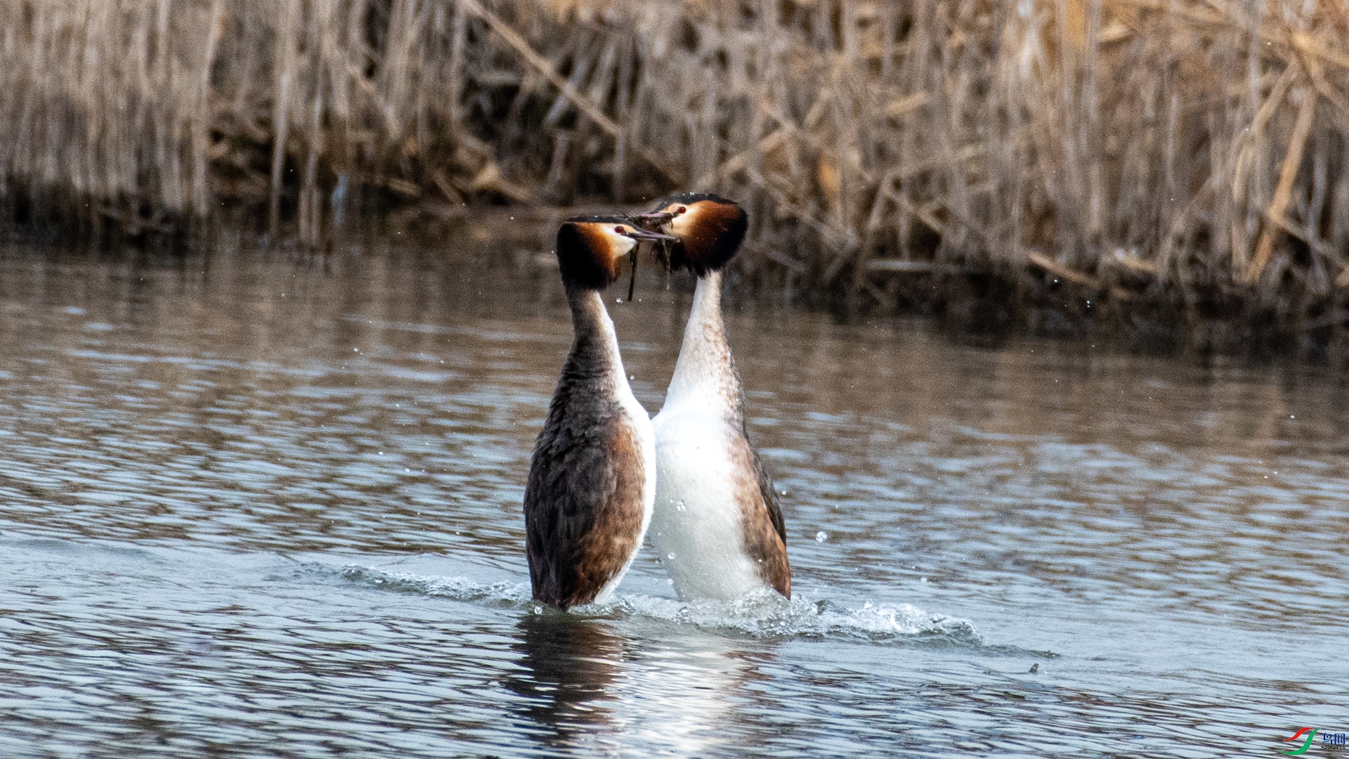 DSC_1181.jpg