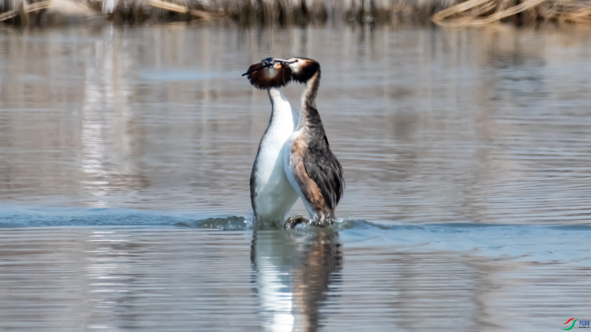 DSC_1662.jpg