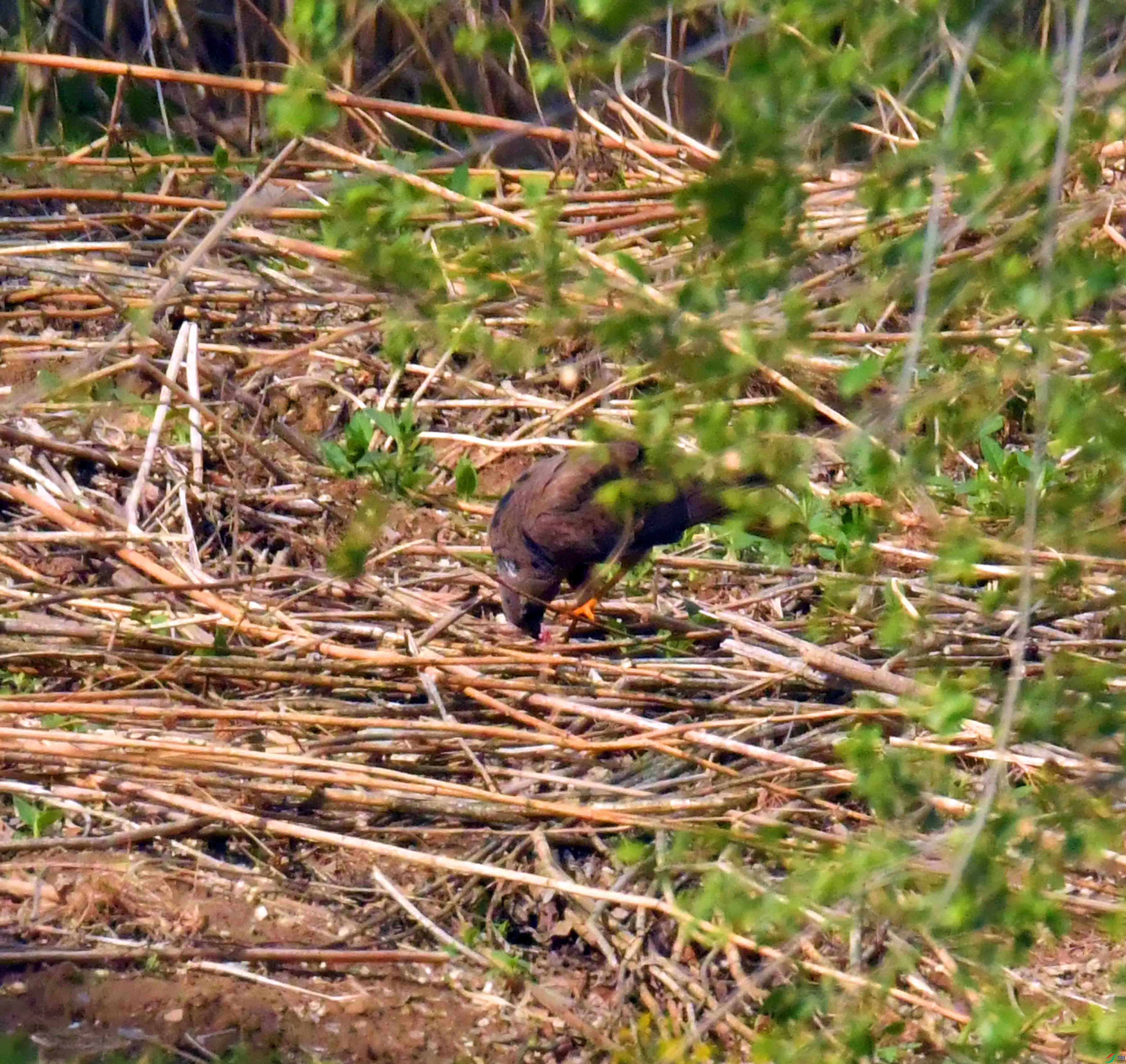 DSC_3942.JPG