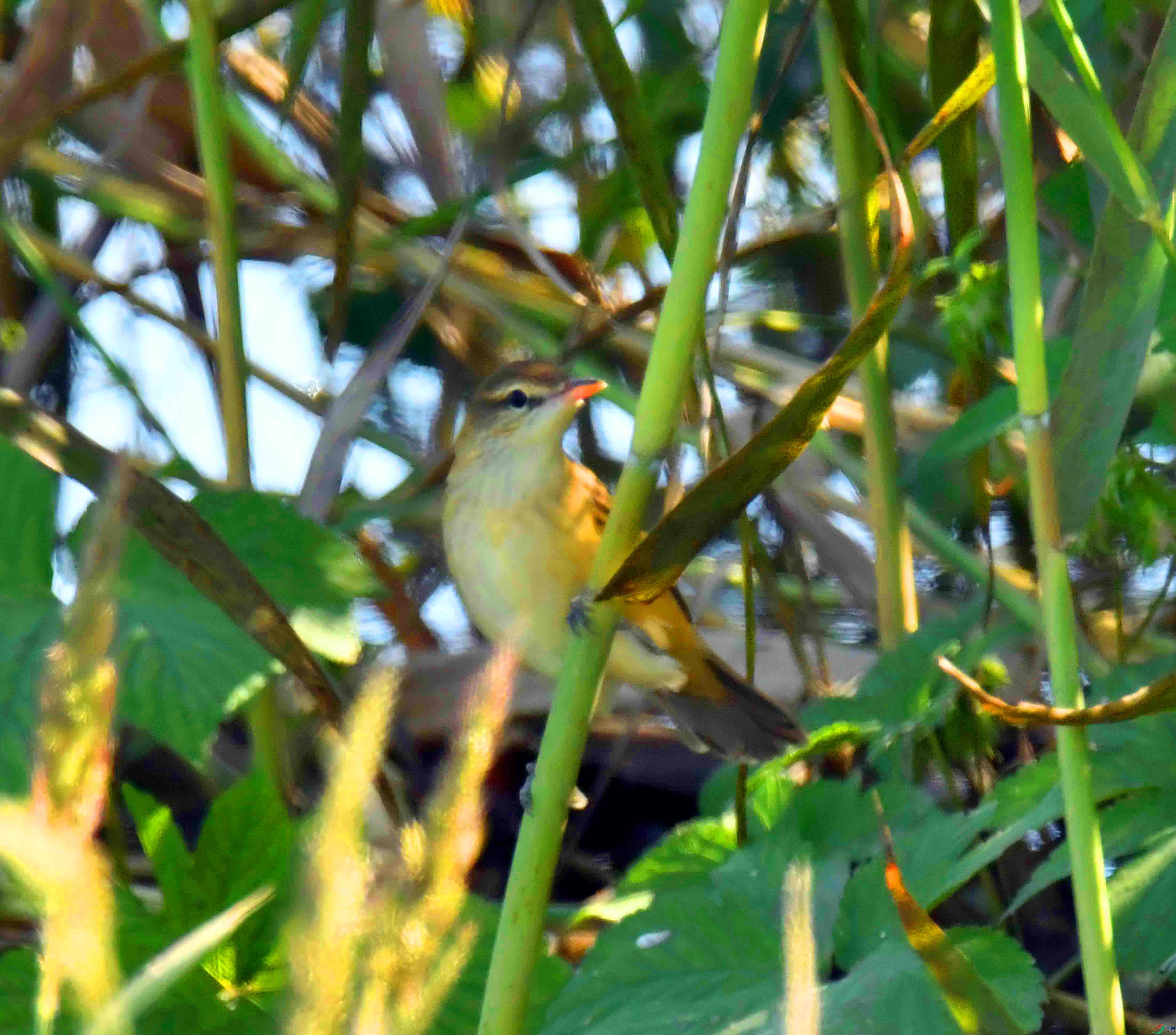 DSC_6967.JPG