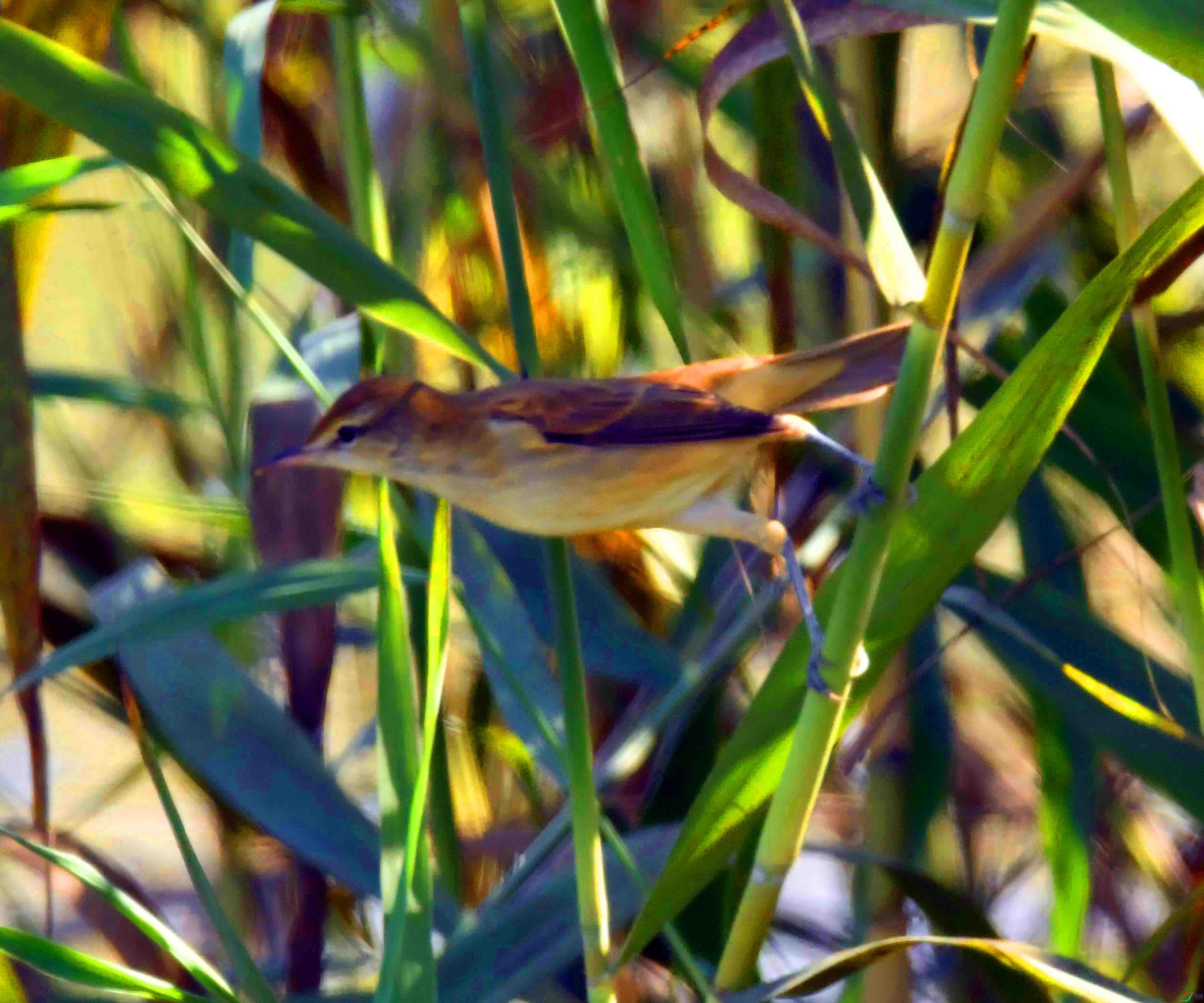 DSC_6975.JPG