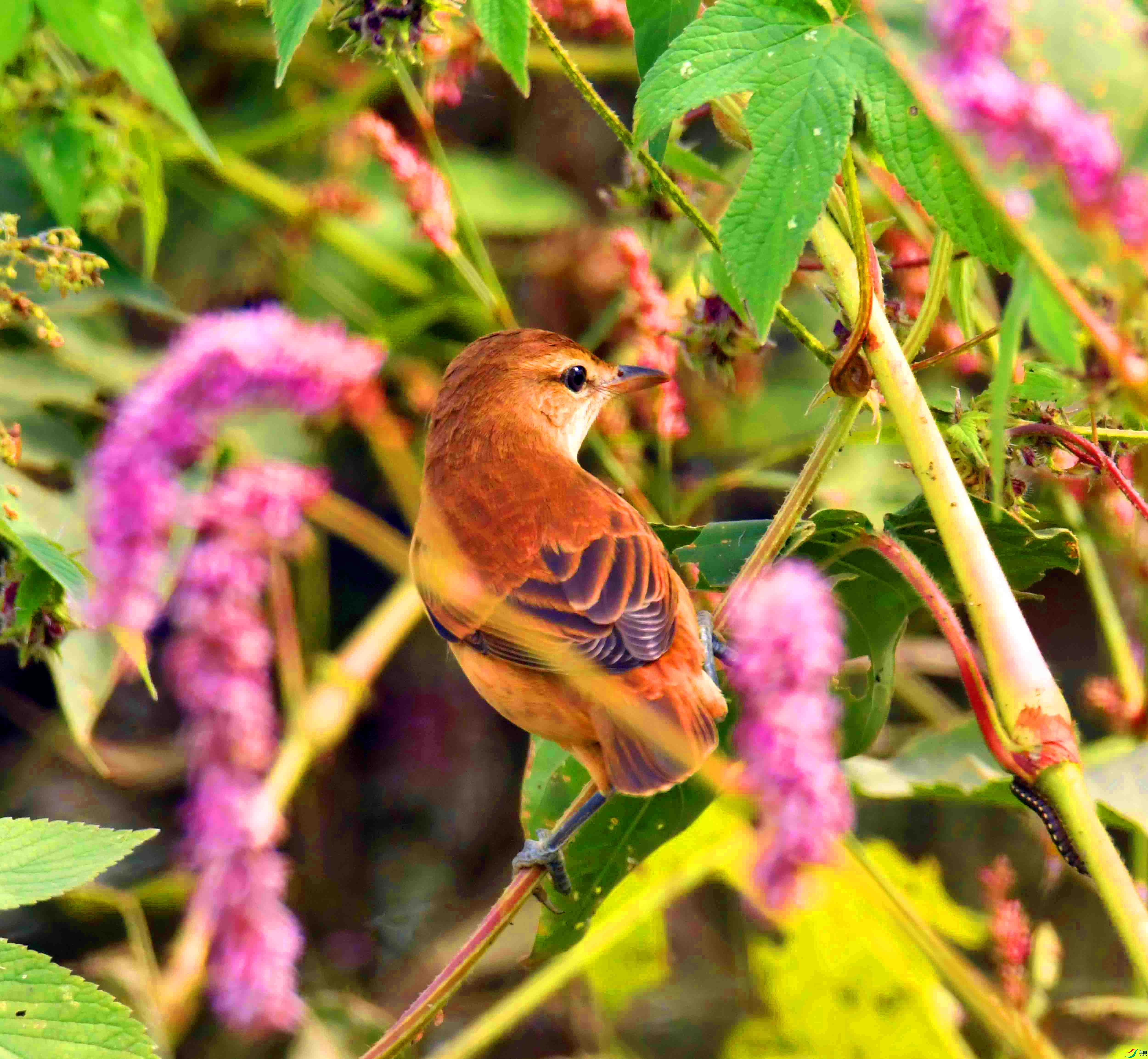 DSC_7451.JPG