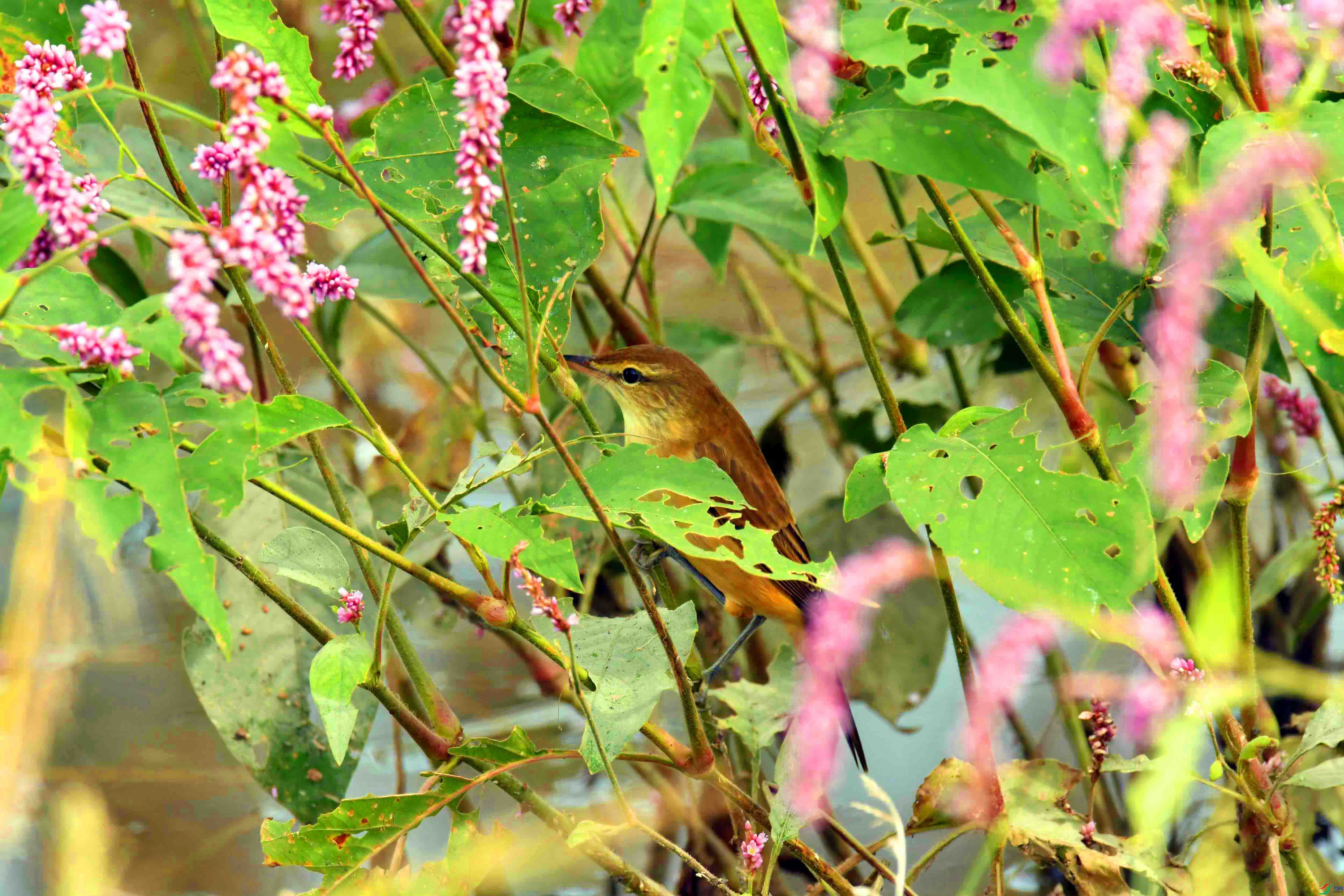 DSC_7494.JPG