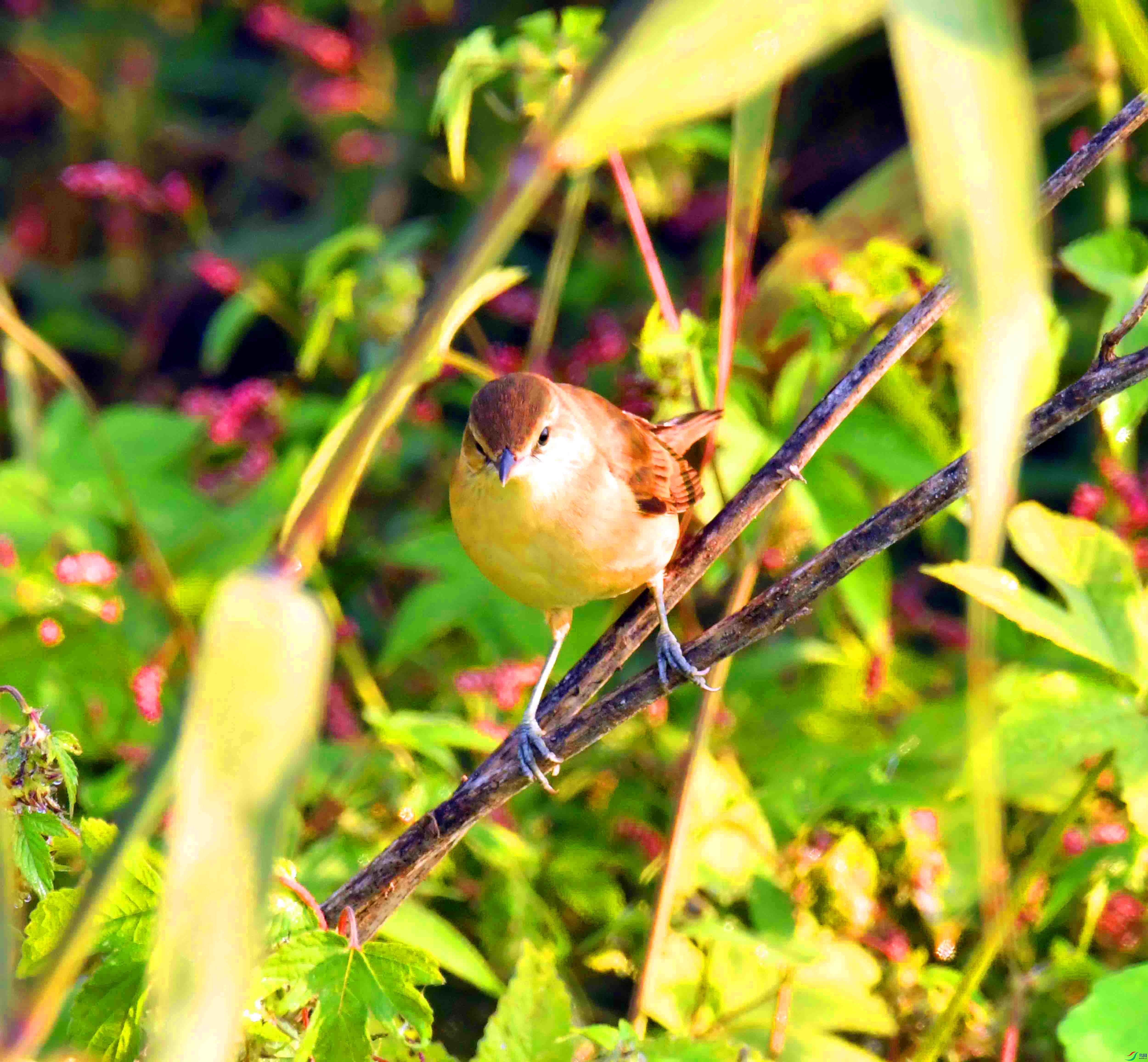 DSC_7642.JPG