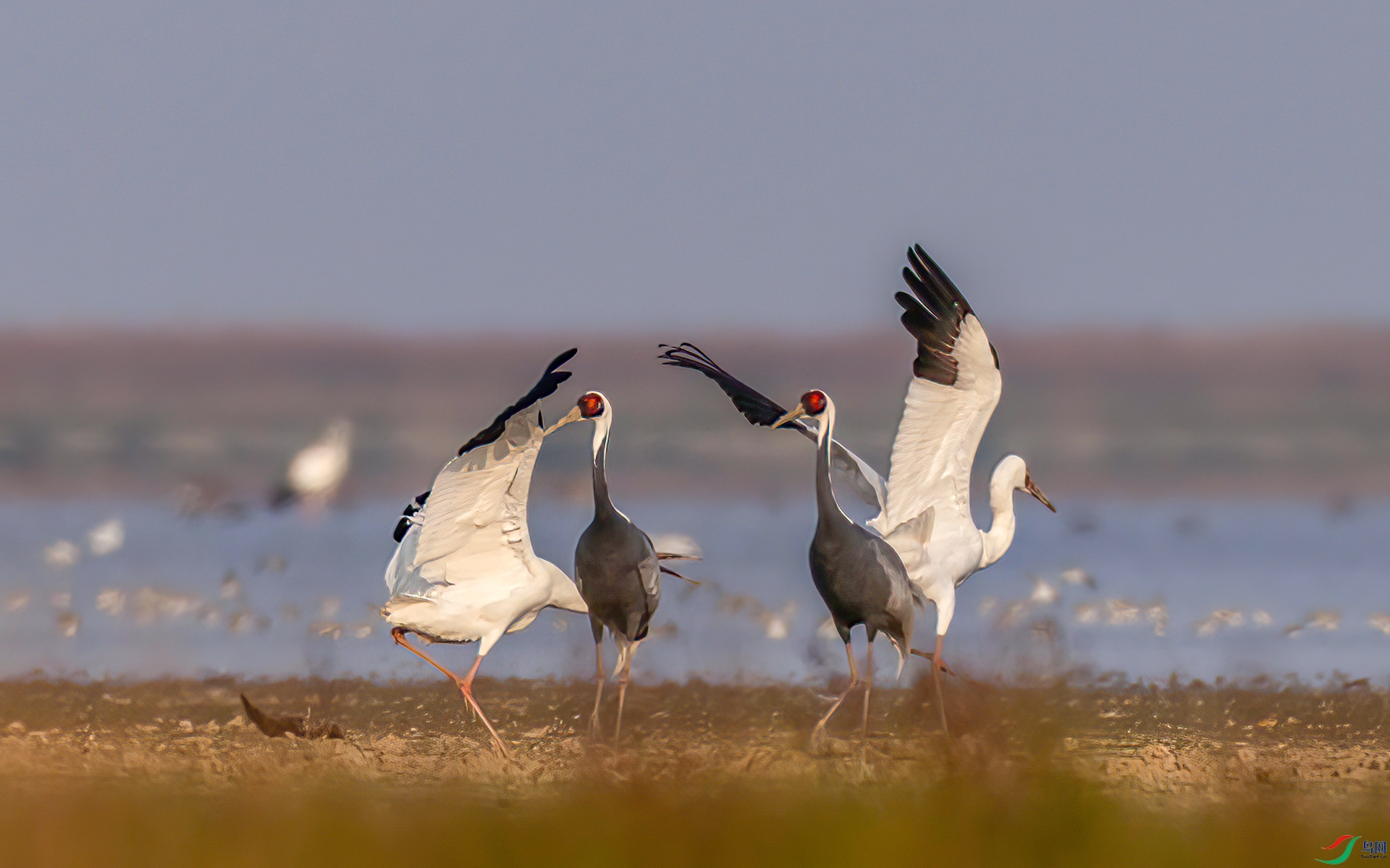 407A1613 ����-Sha---1 .jpg