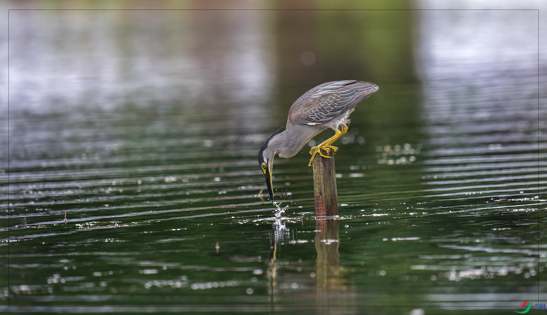 DSC_5200-NEF_DxO_DeepPRIME-1.jpg