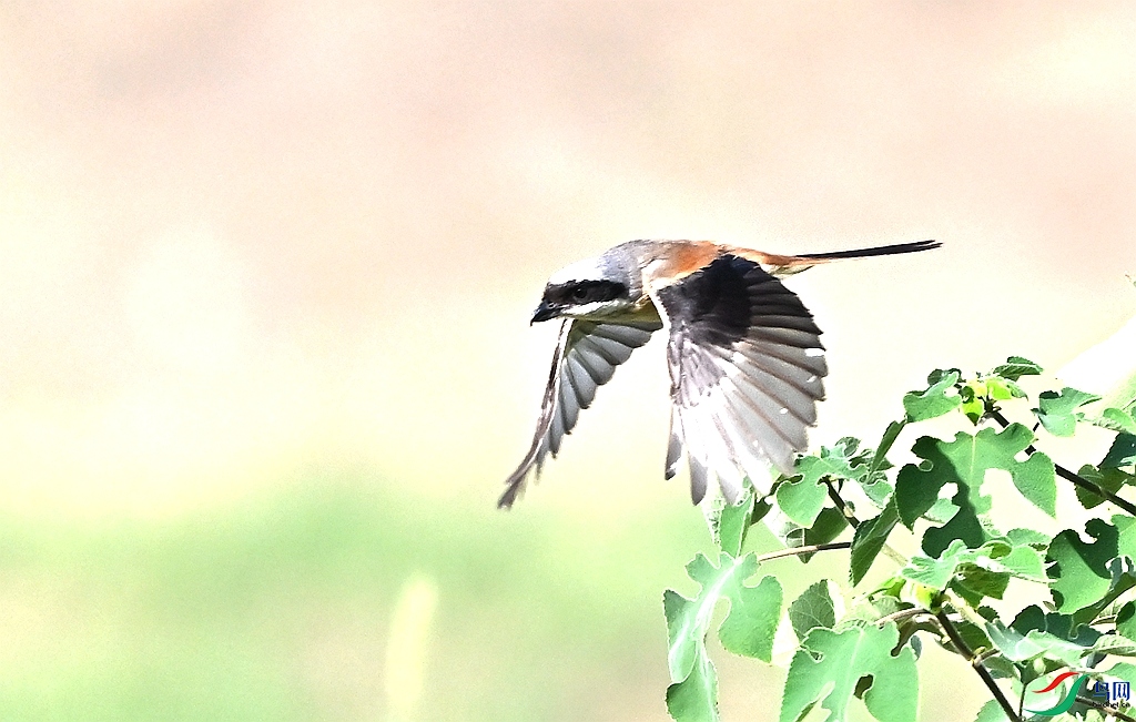 DSC_5501.JPG