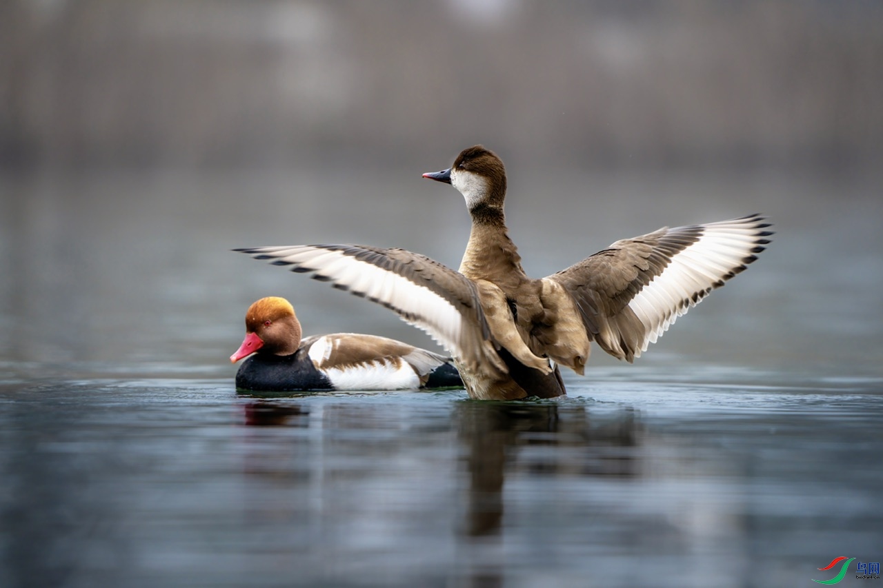 DSC00524-����ǿ ����.jpeg