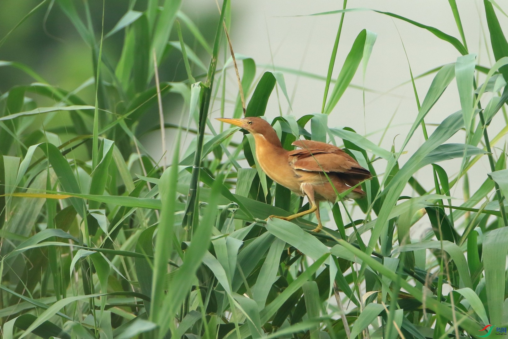 ��έ�Z  �� �� 0F4A9434.jpg