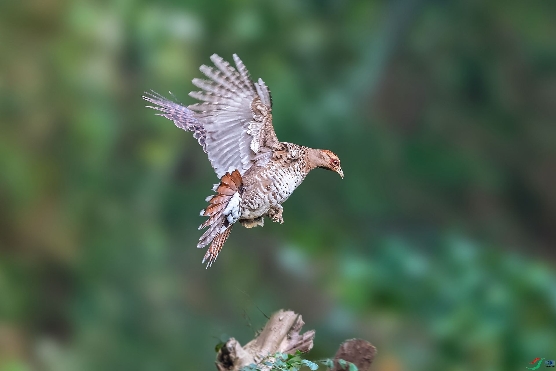 DSC_6806.jpg