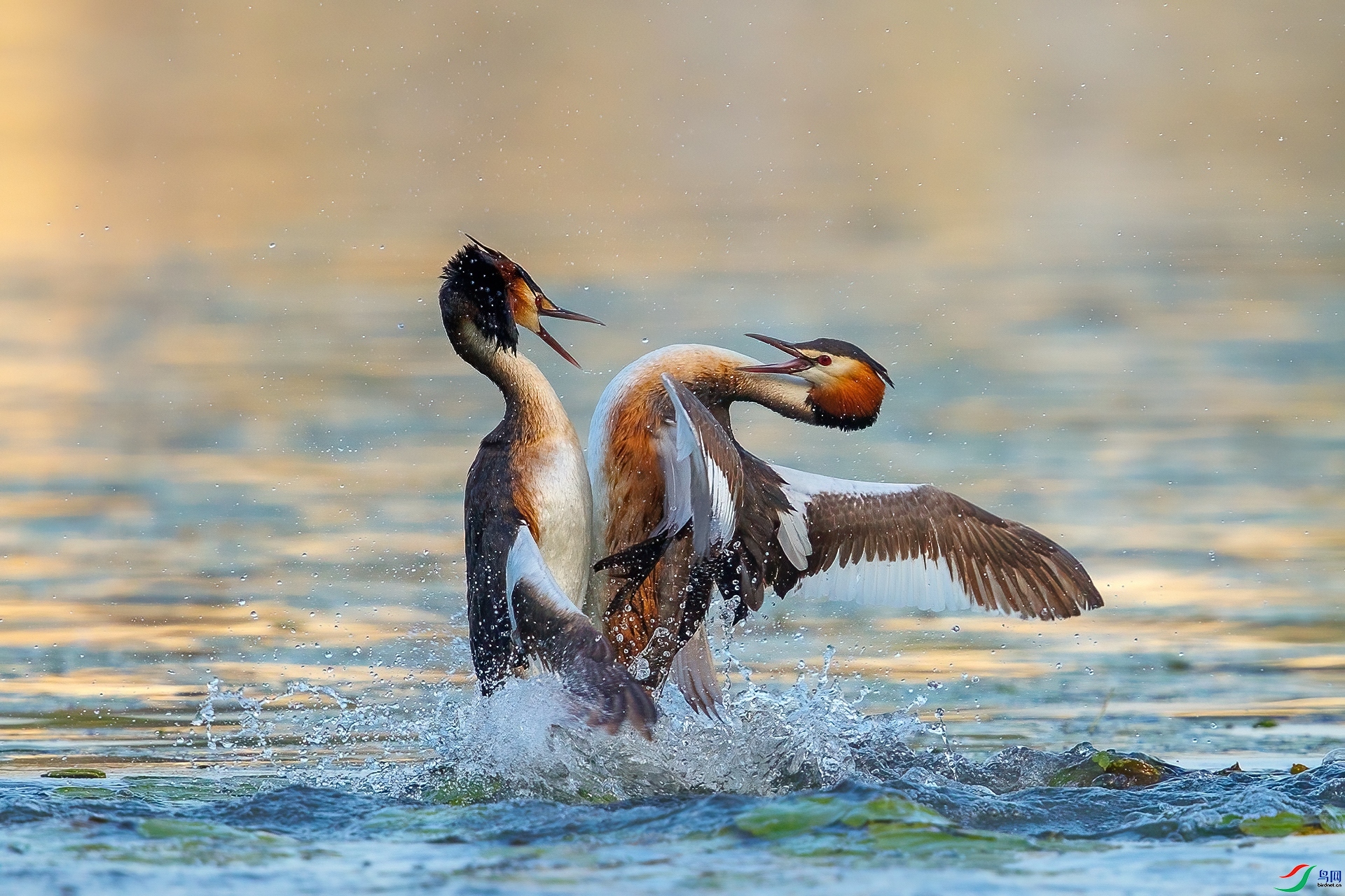 �峿�Ϳ�ս  ���� ���¹�Ӱ ����.jpg