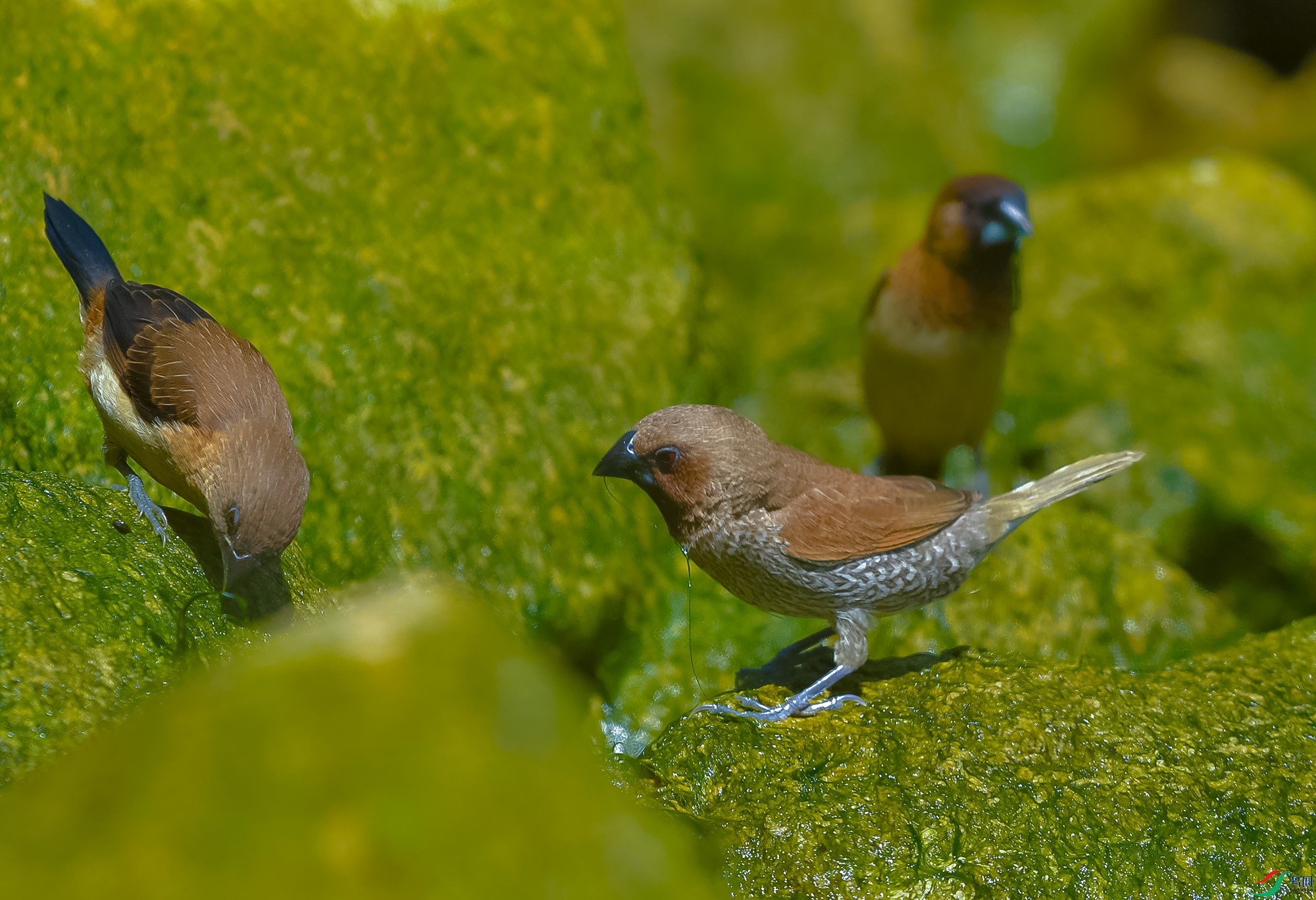 DSC_5263.JPG