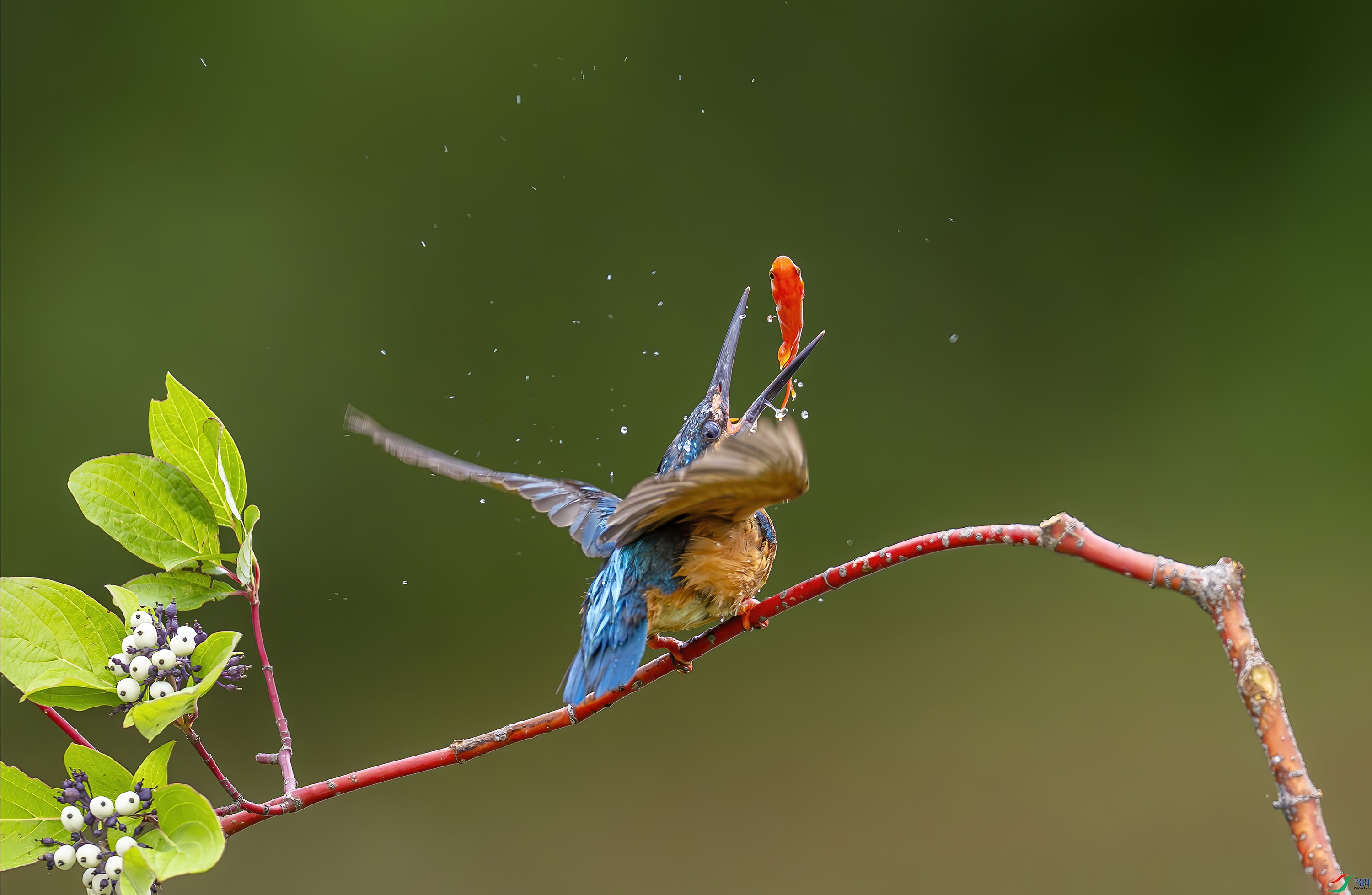_JIL7912-.jpg