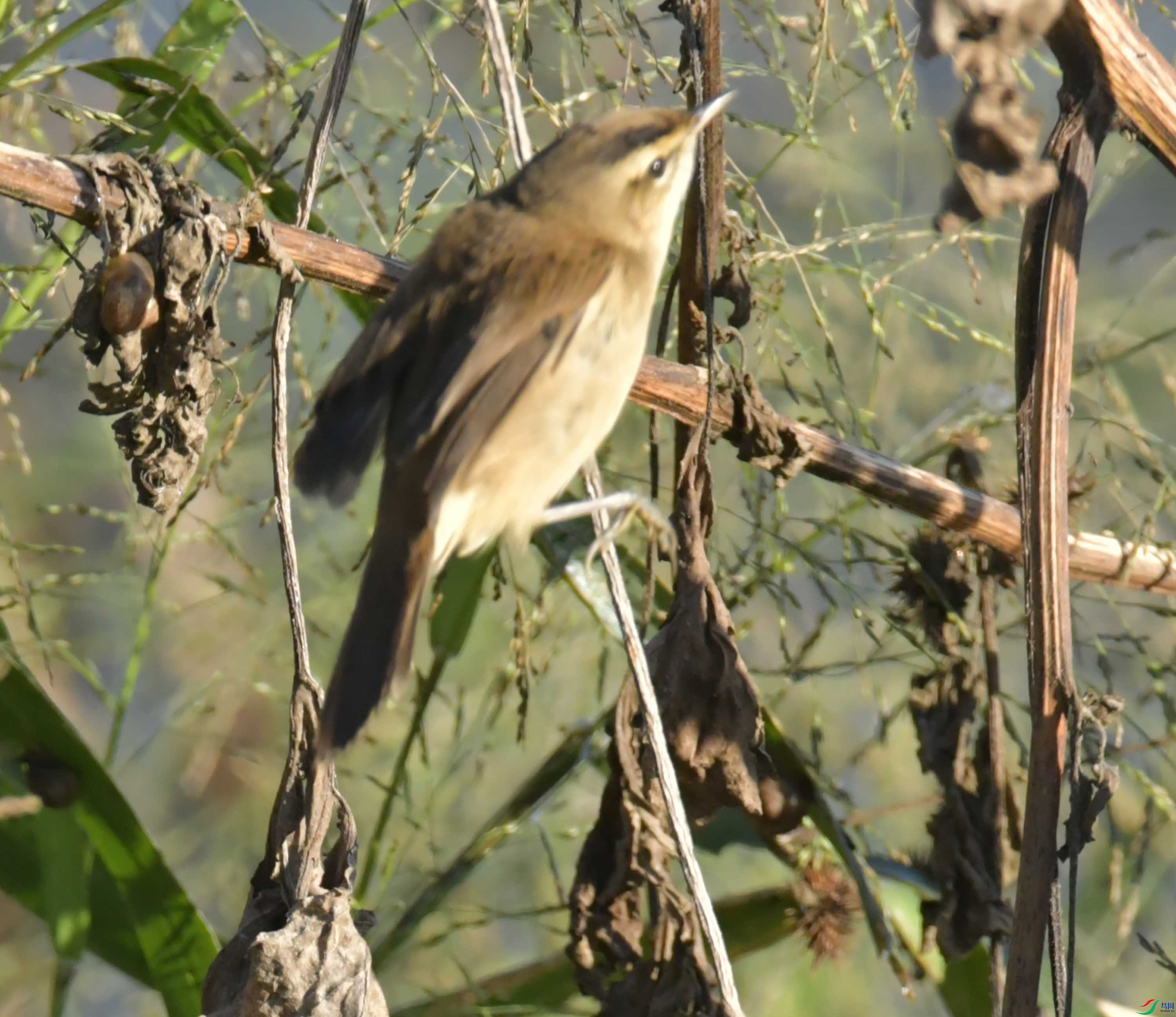 DSC_3930.JPG