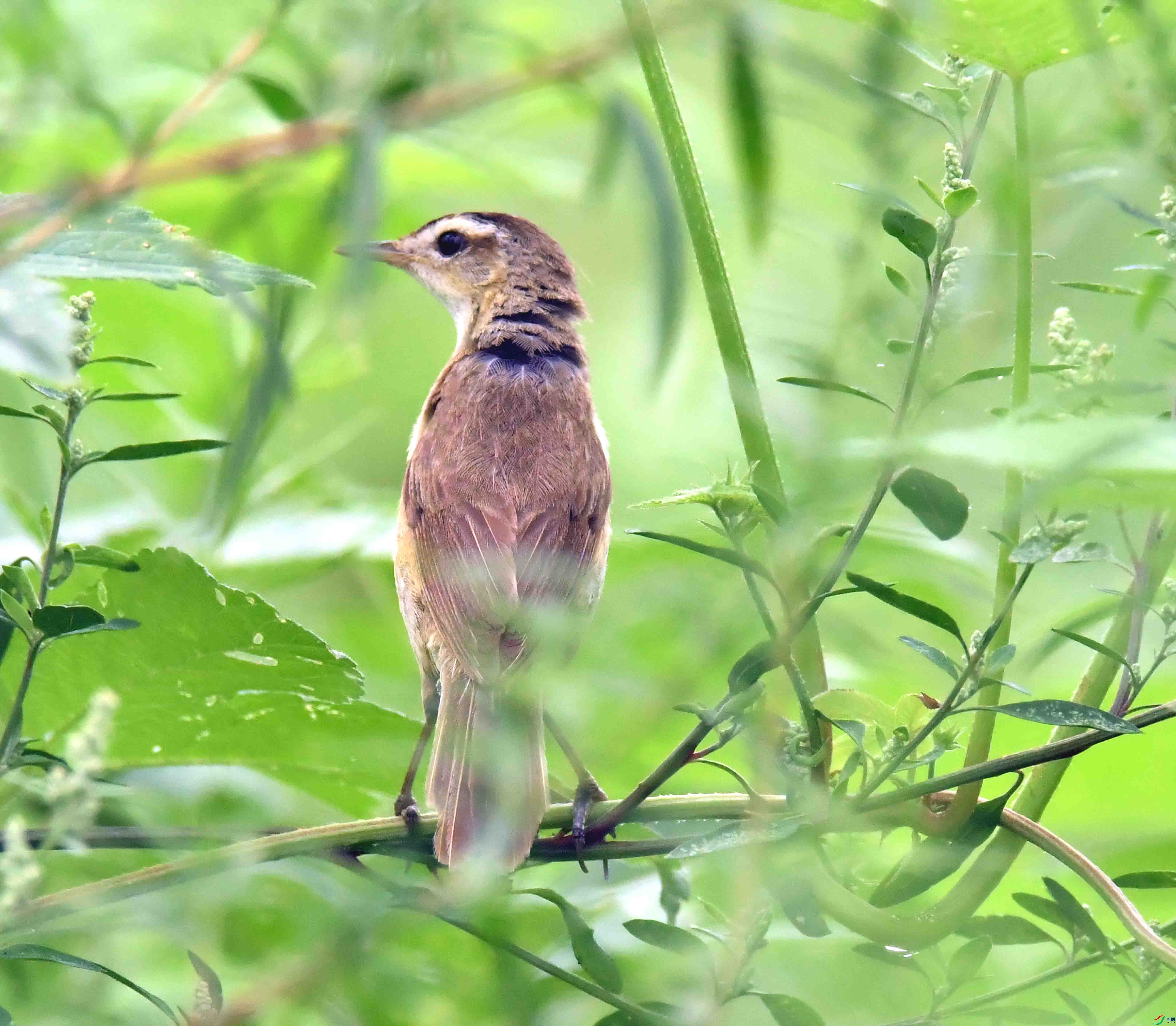 DSC_9940.JPG