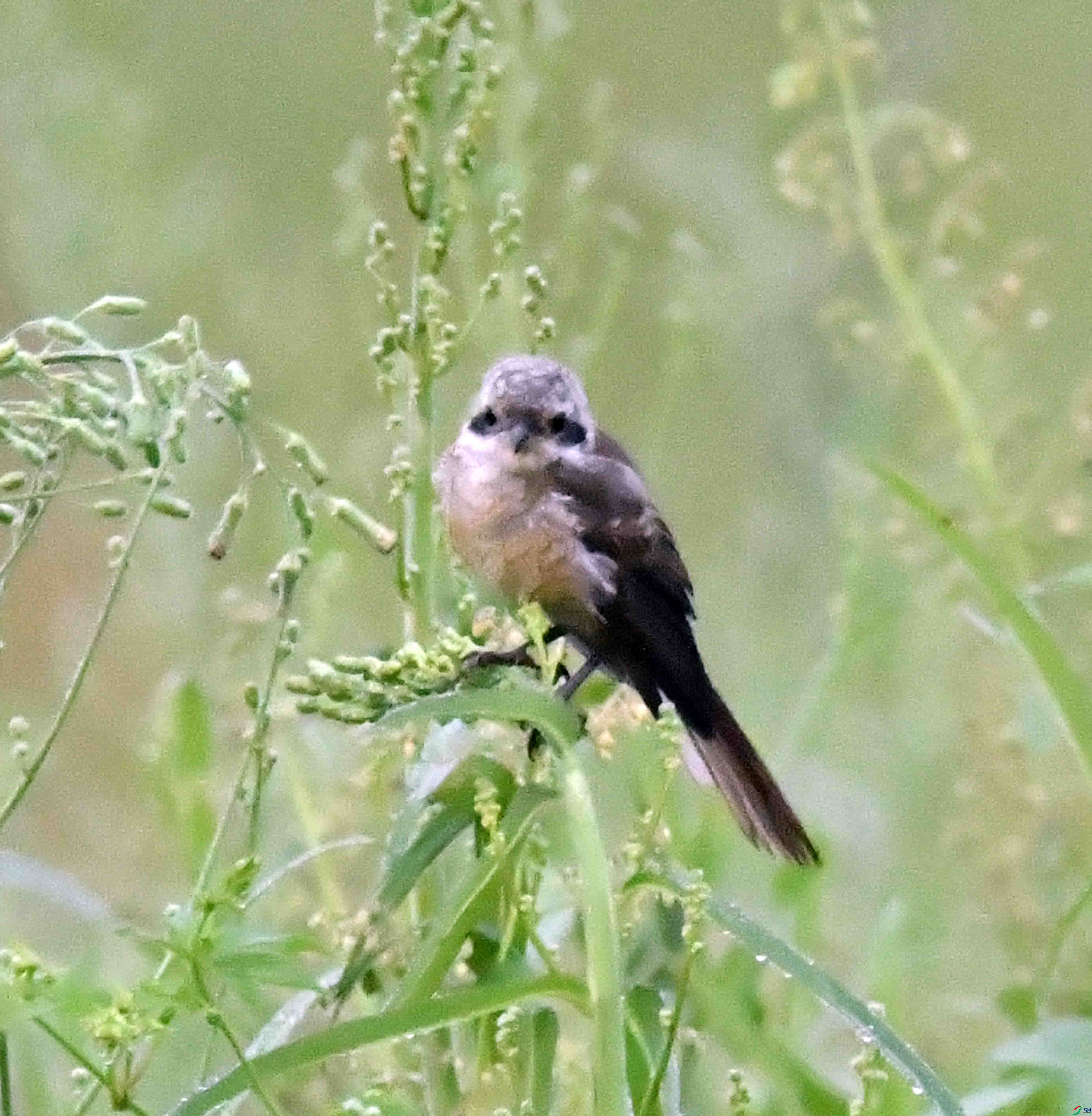 DSC_9773.JPG