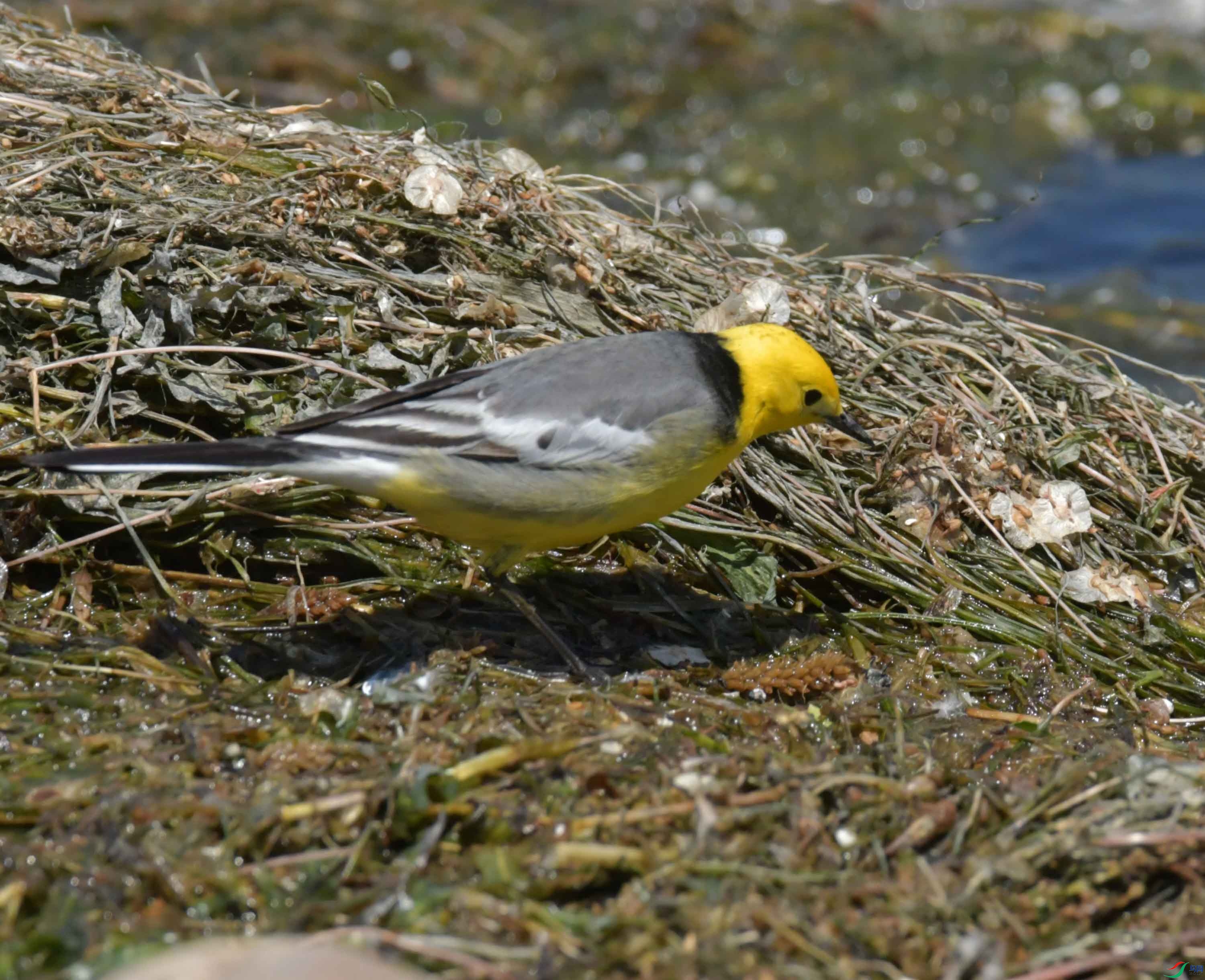 DSC_0402.JPG