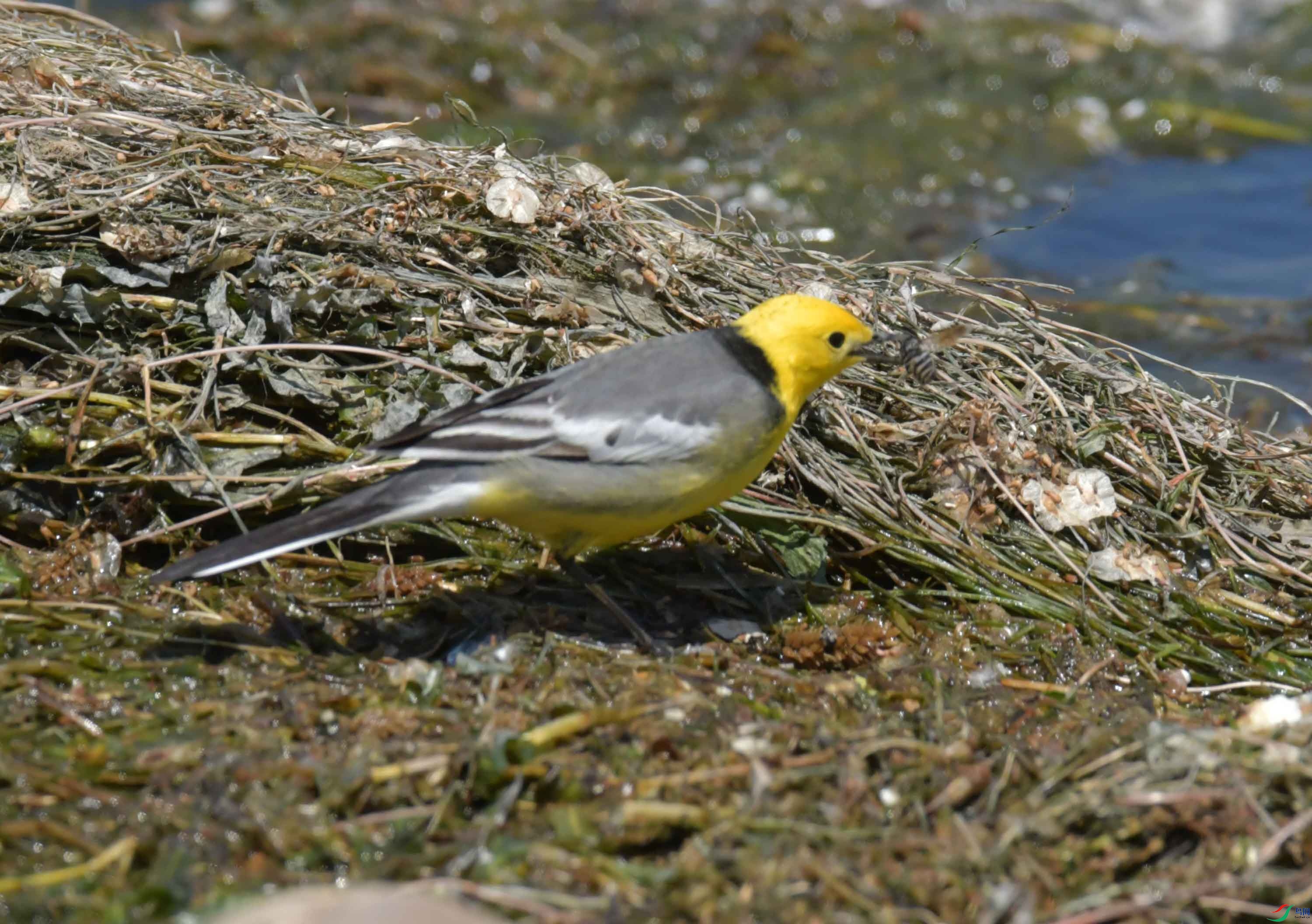 DSC_0384.JPG