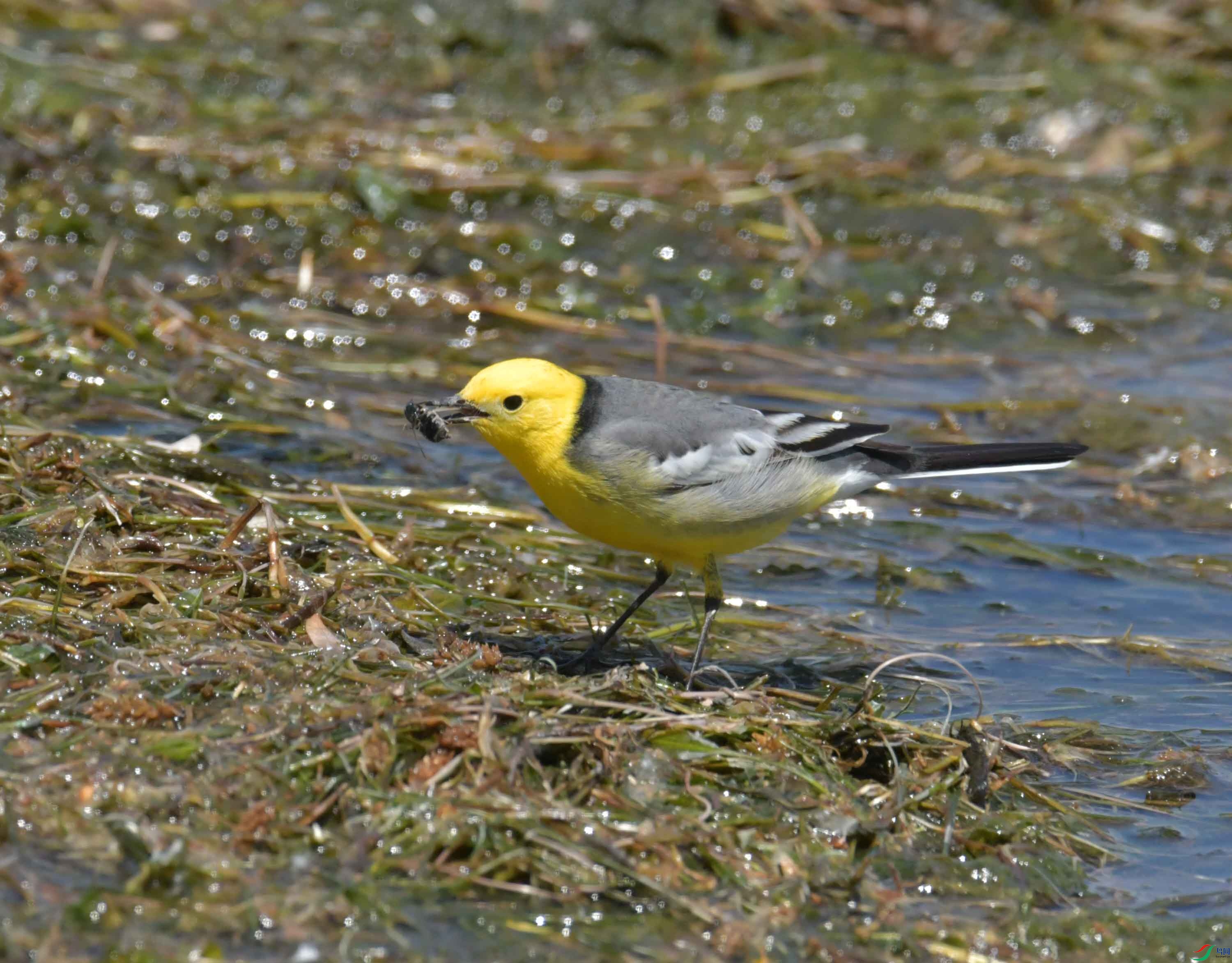 DSC_0419.JPG