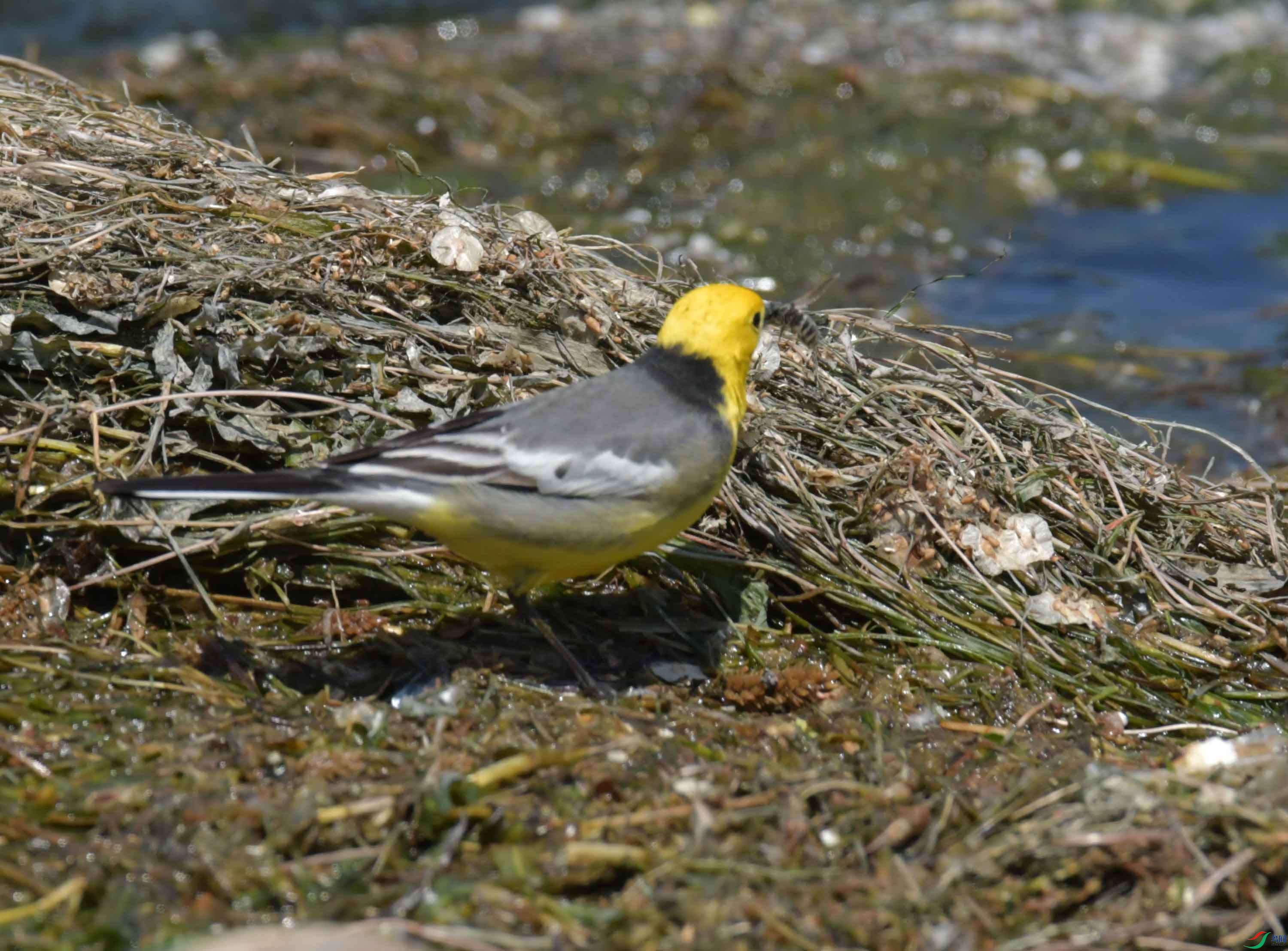 DSC_0385.JPG