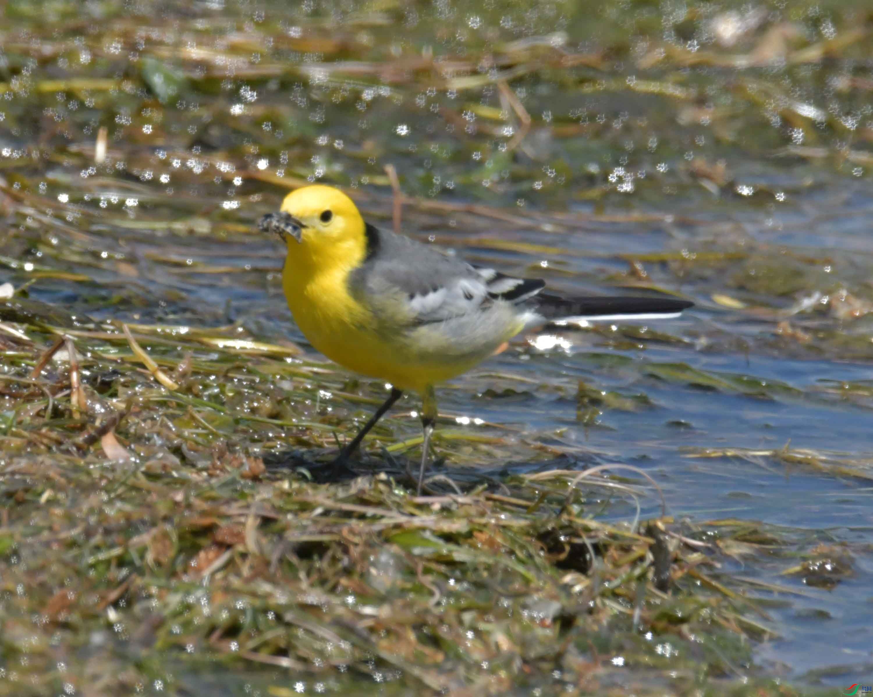 DSC_0432.JPG