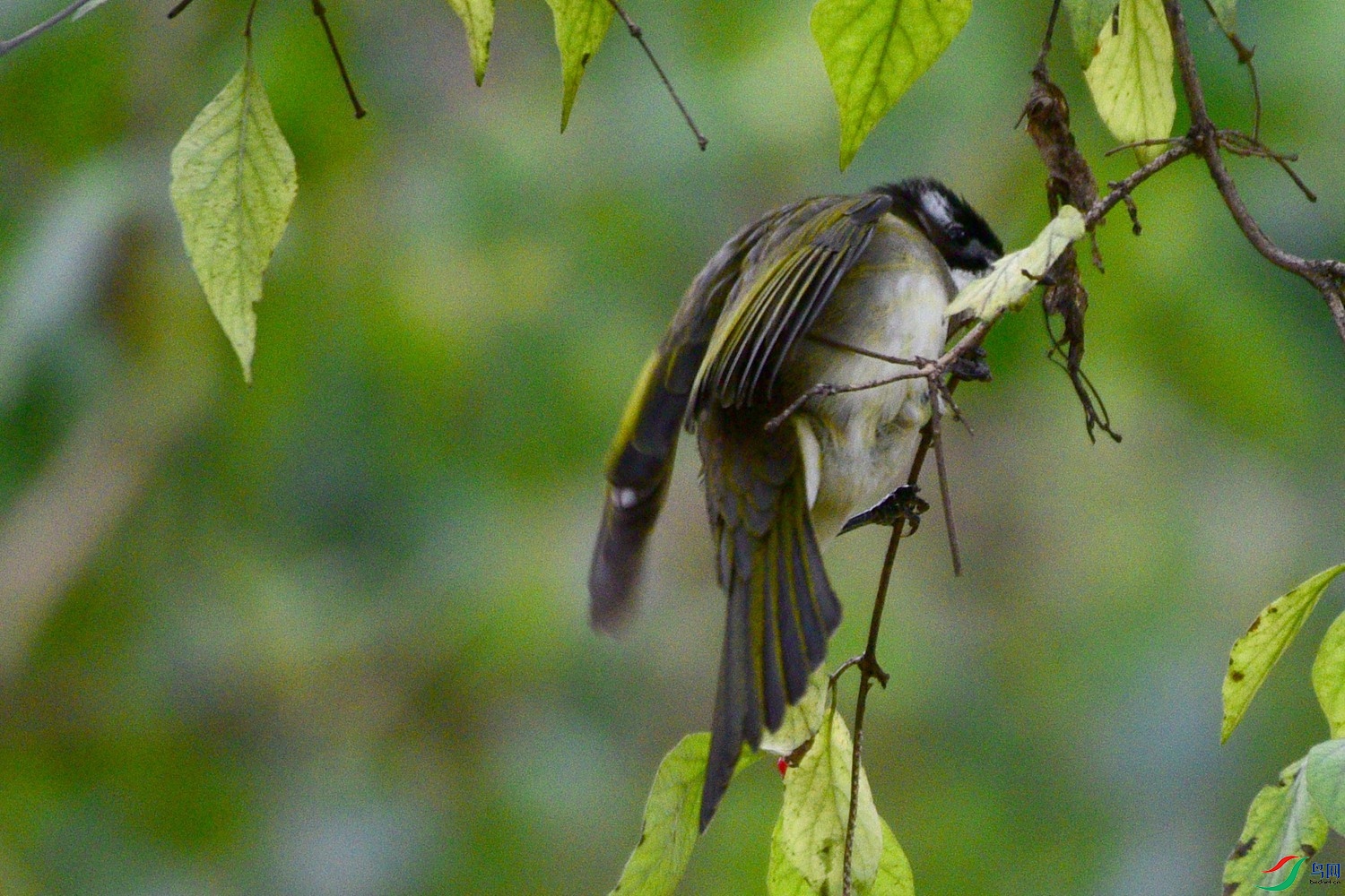 DSC_6081.JPG