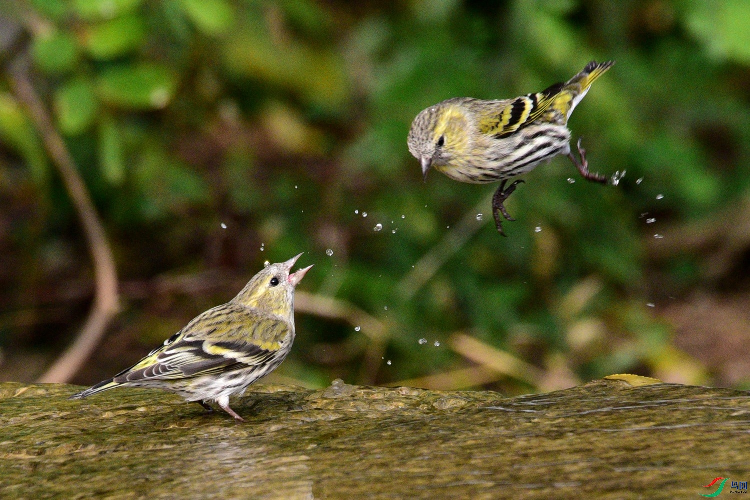 DSC_6266.JPG