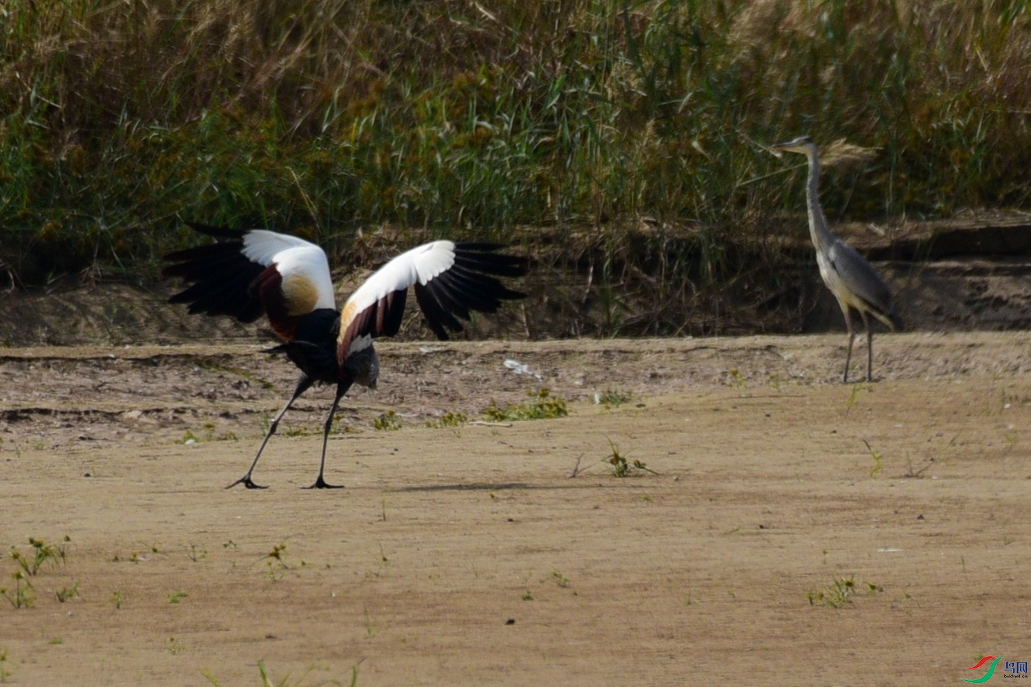 DSC_7586.JPG