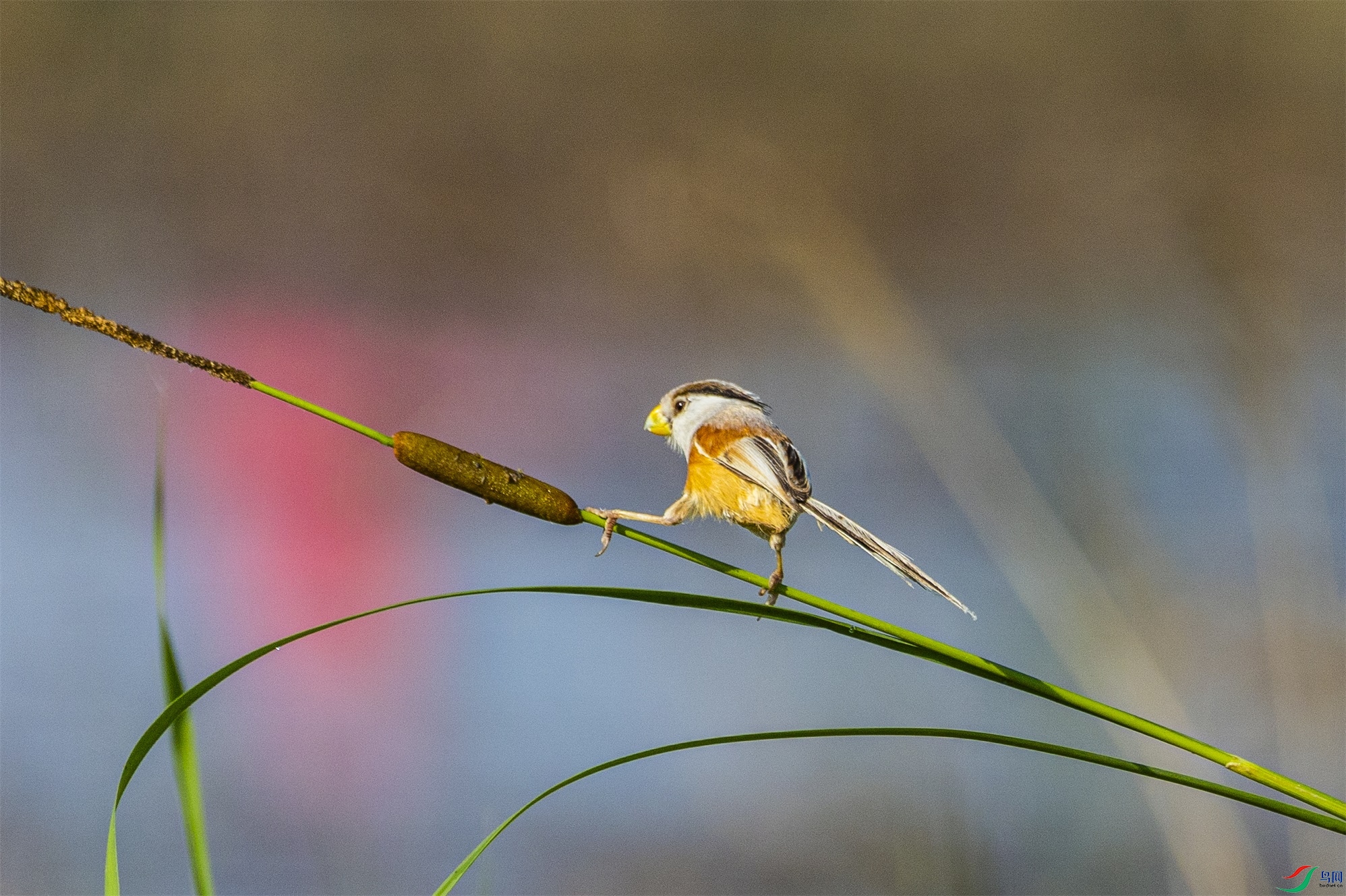 1K3A2462 ����1.jpg